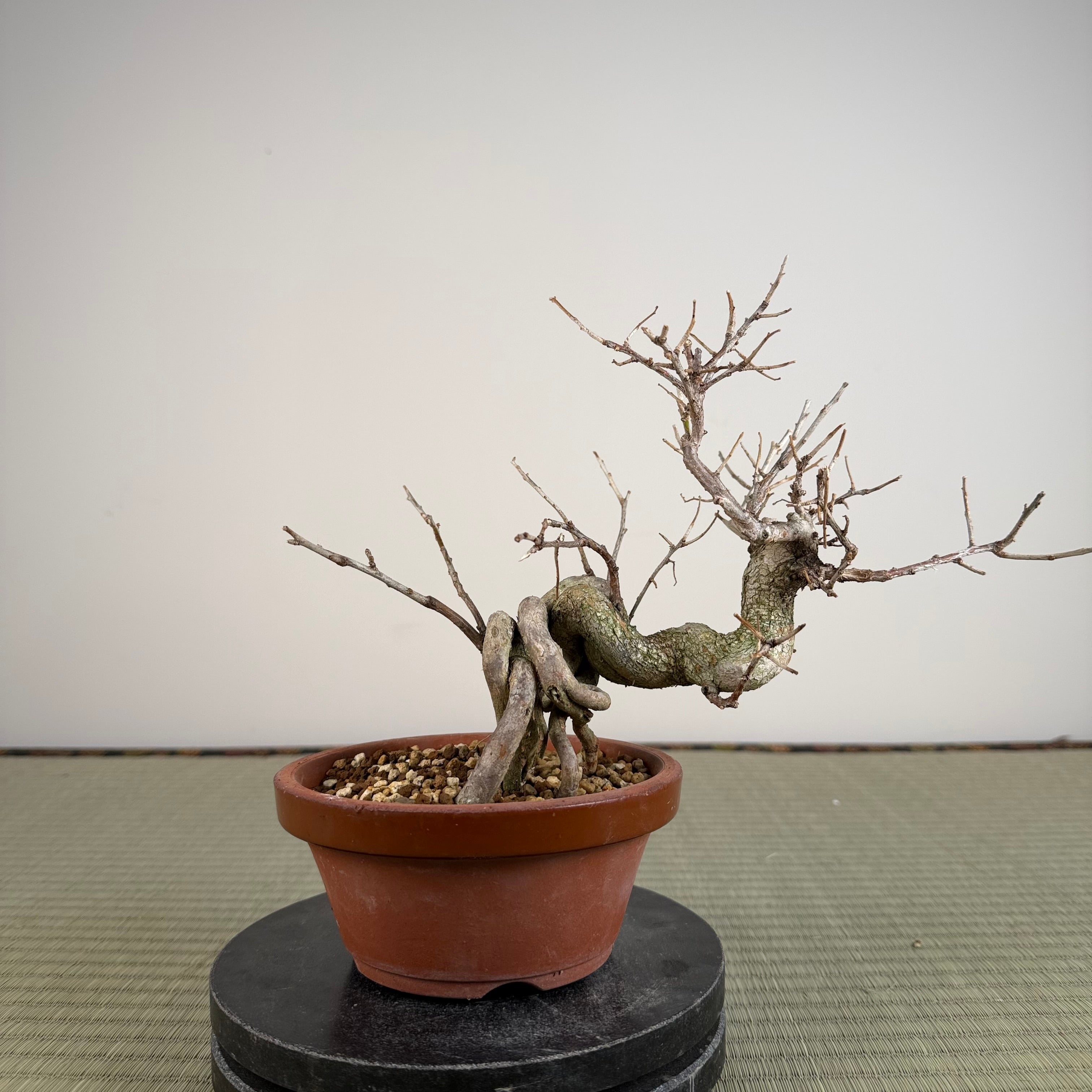 Symplocos sawafutagi