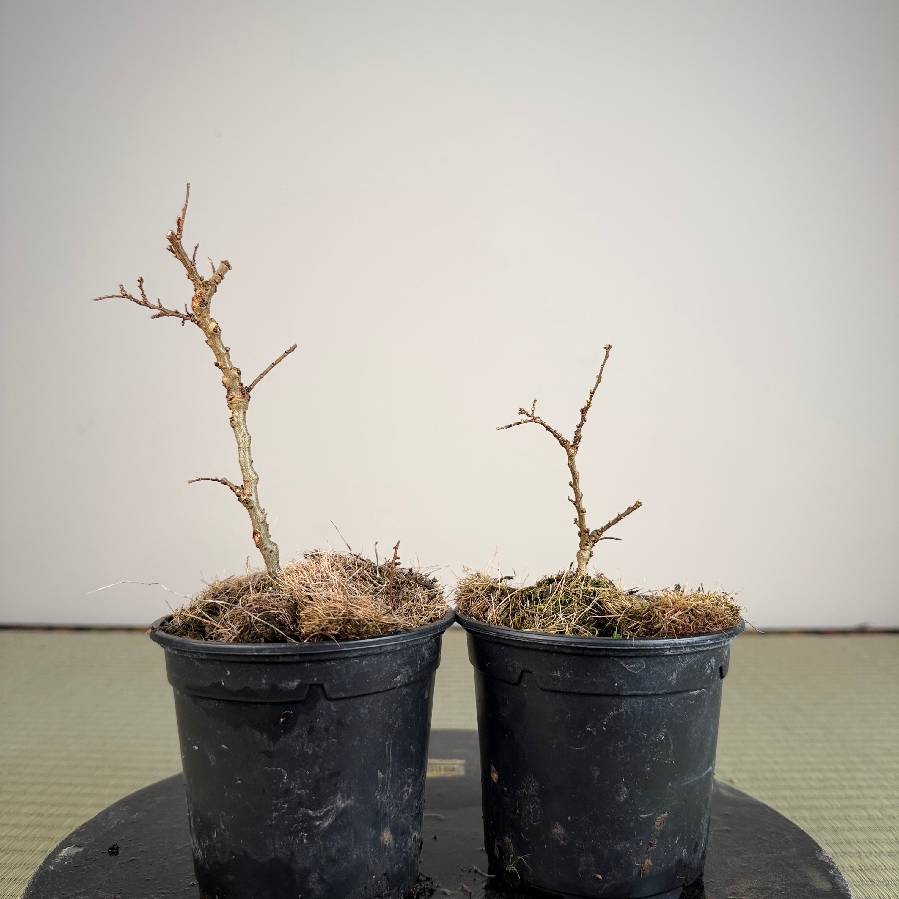 Chinese Elm 'Seiju