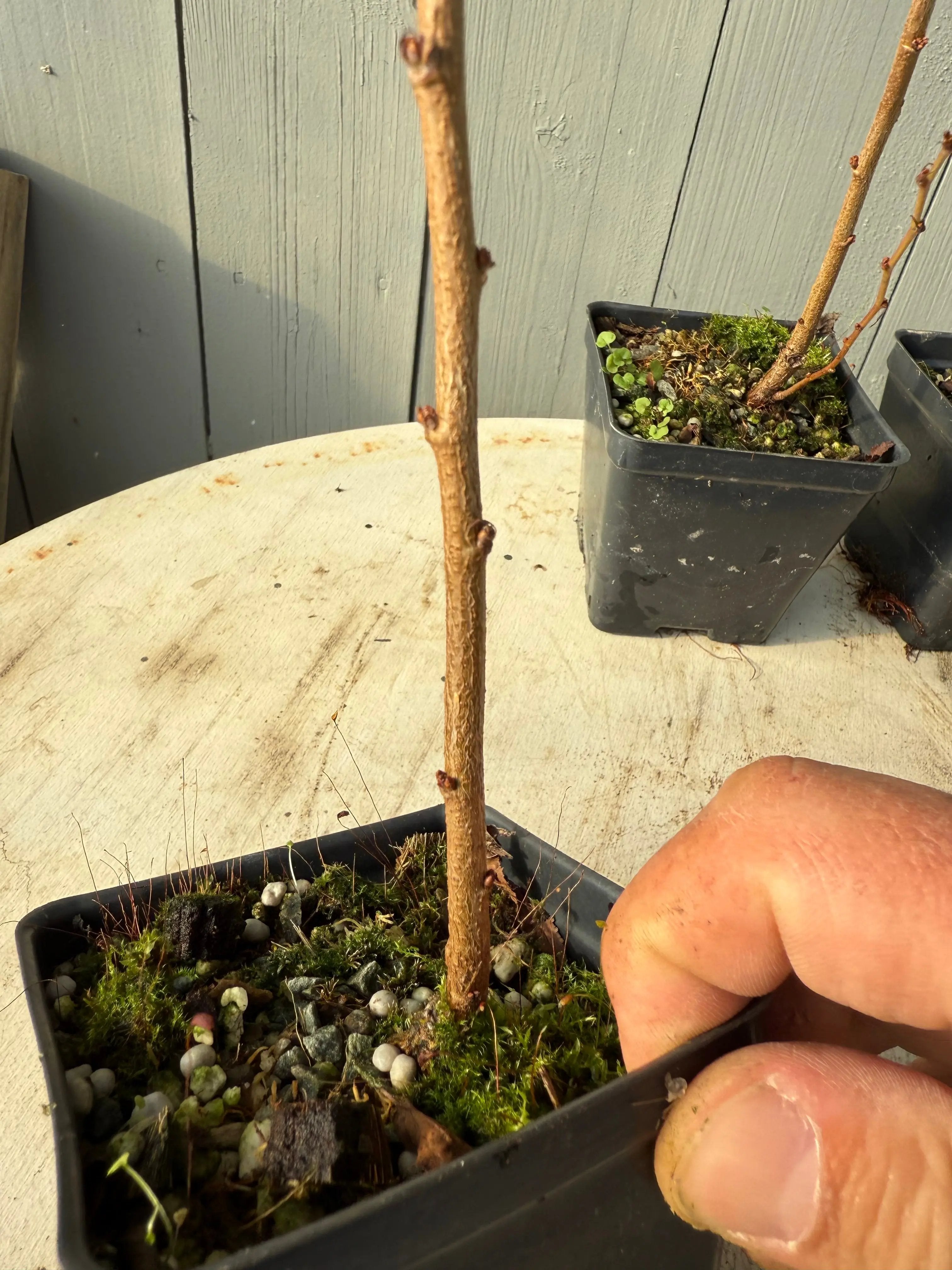 Prunus glandulosa Canada Bonsai