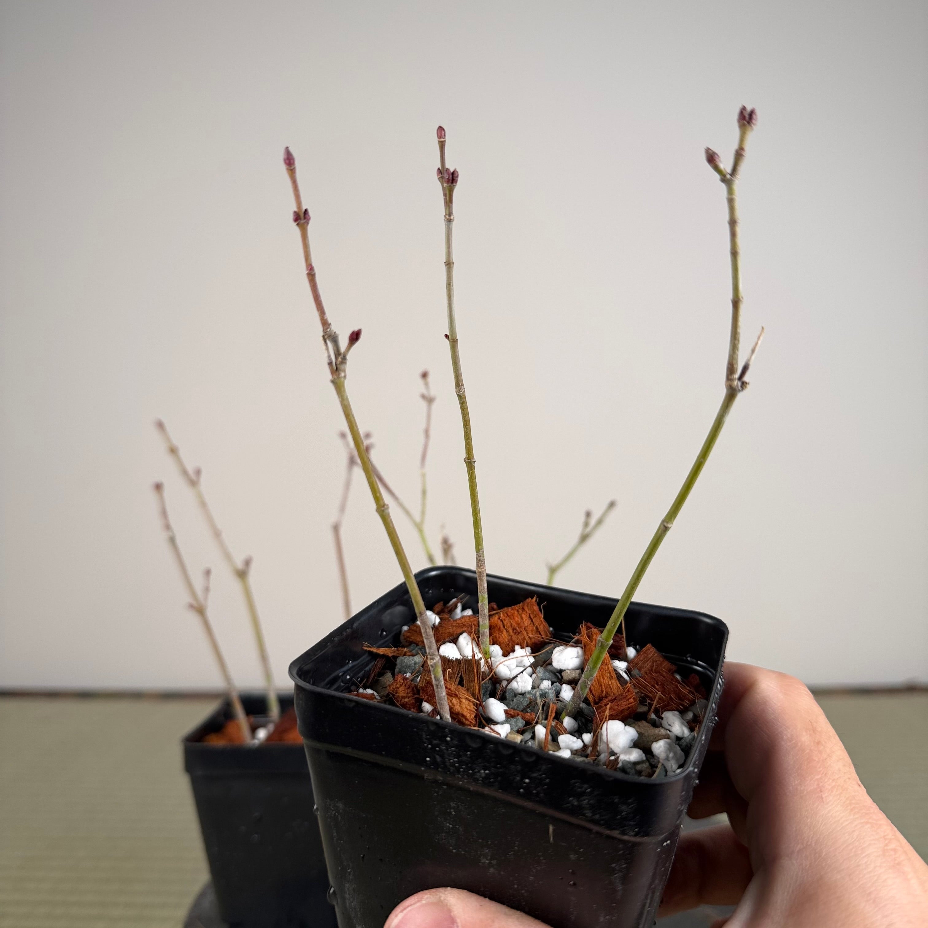 Acer palmatum 'Emerald Lace'