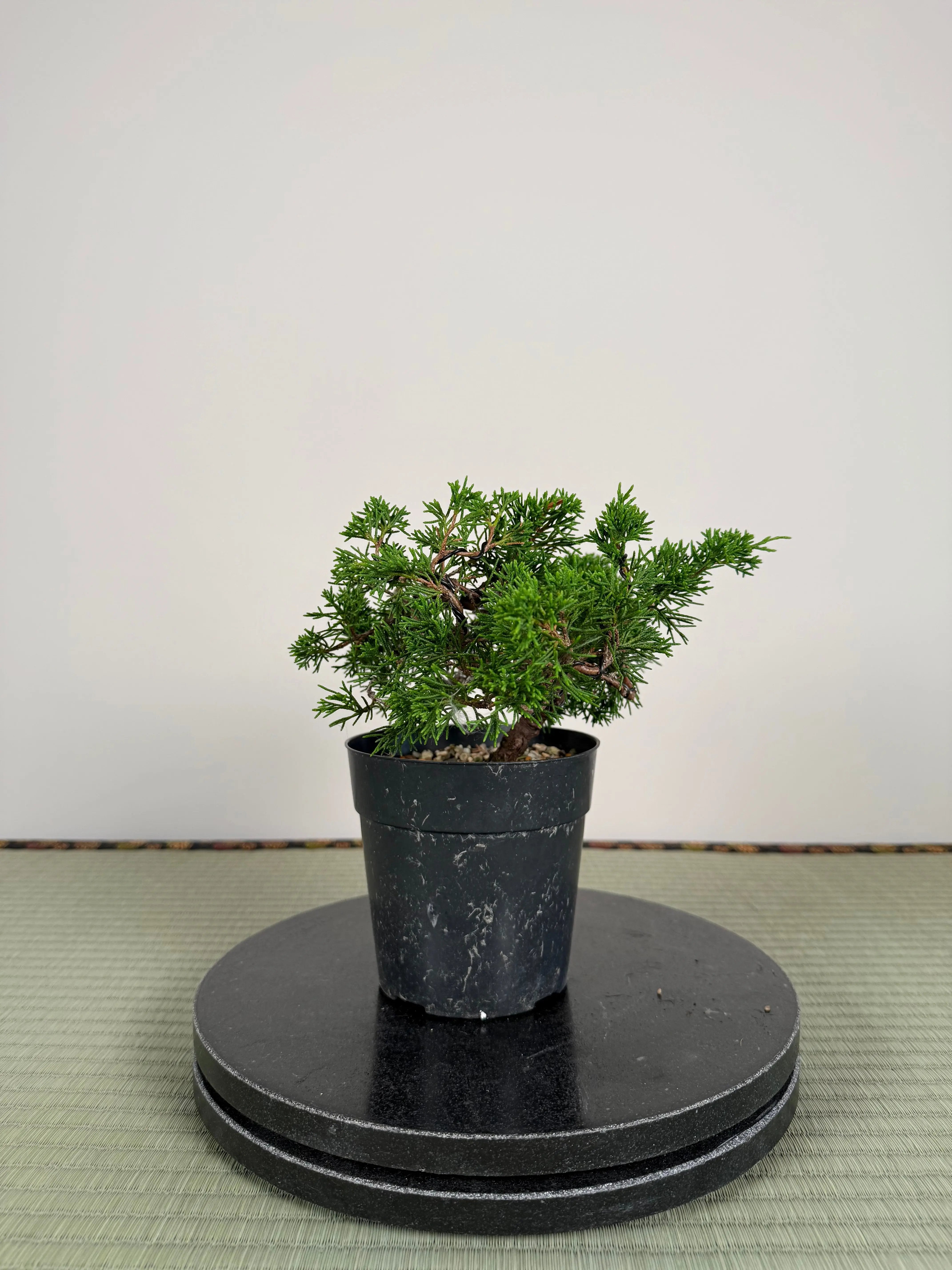 Juniperus chinensis Itoigawa Canada Bonsai