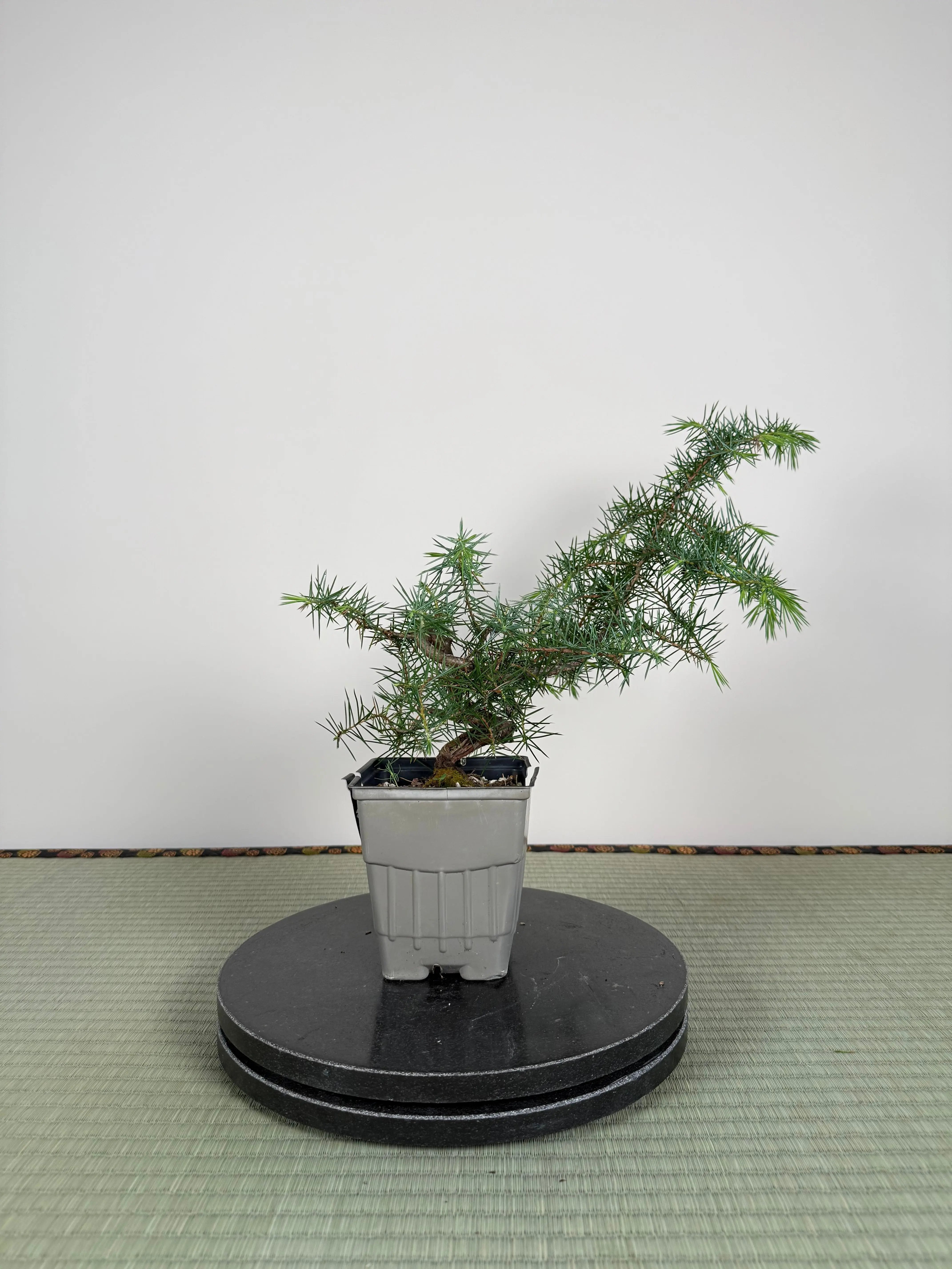 Juniperus rigida Canada Bonsai