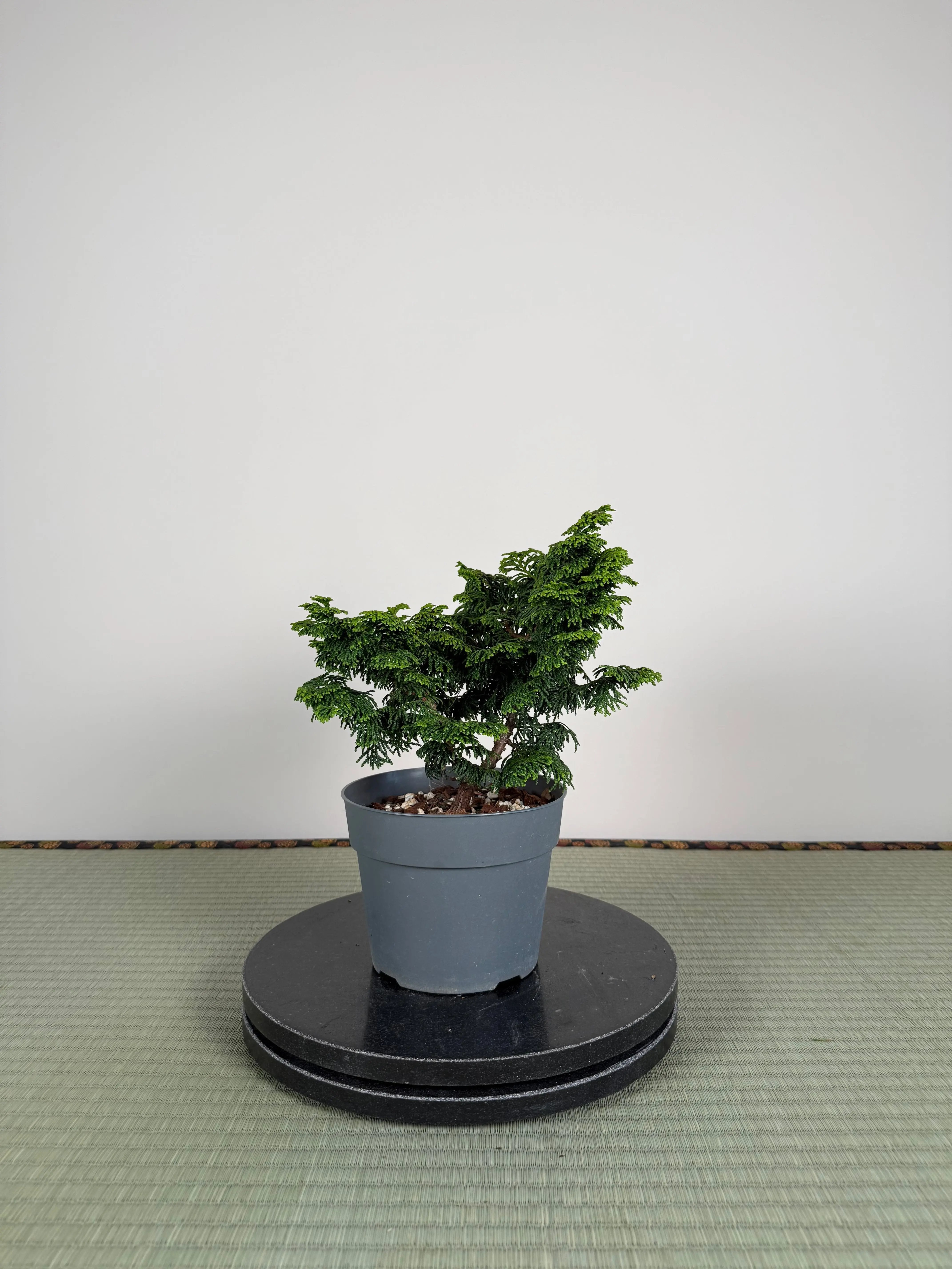 Chamaecyparis obtusa 'nana' Canada Bonsai