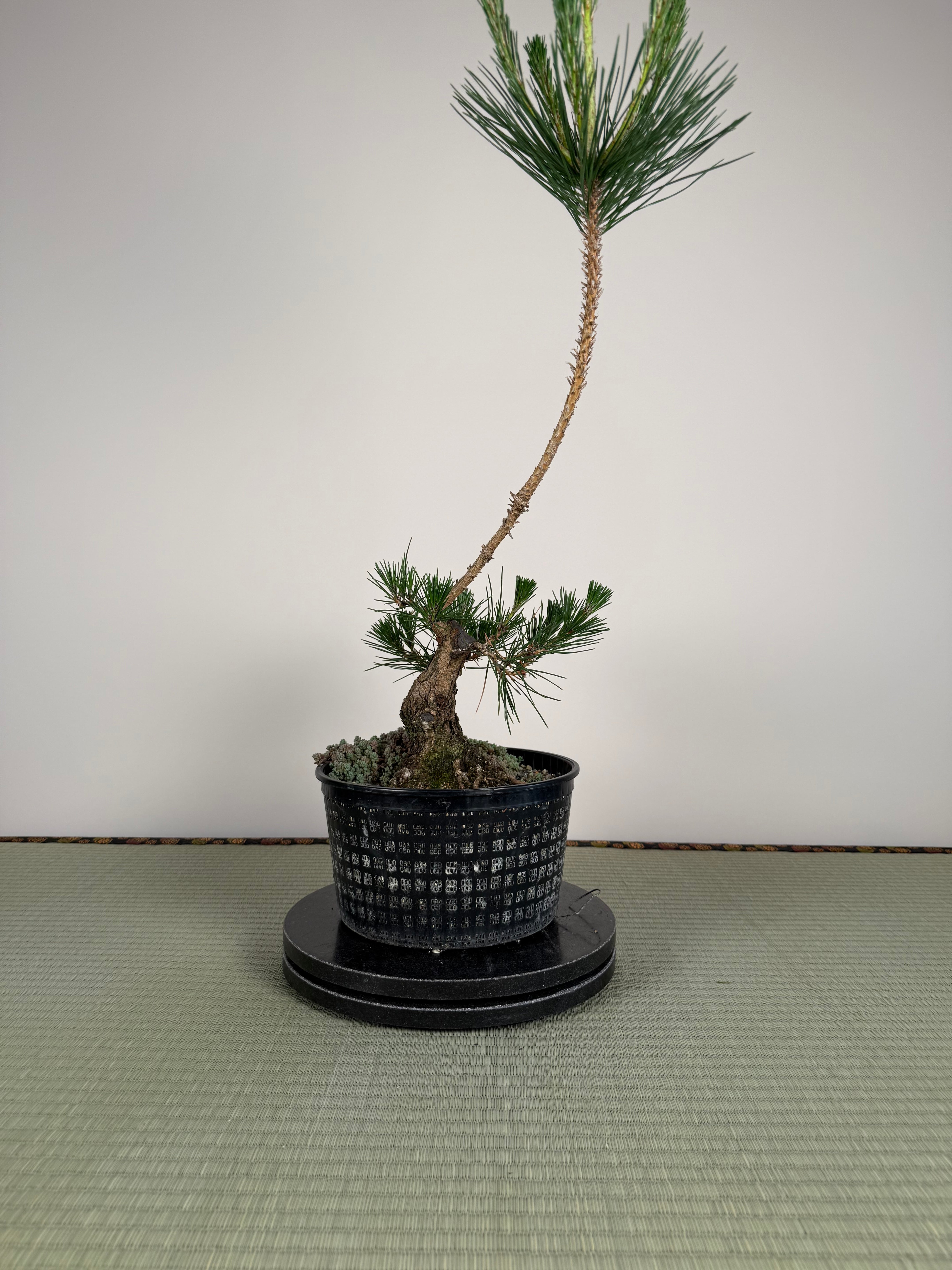 Pinus thunbergii