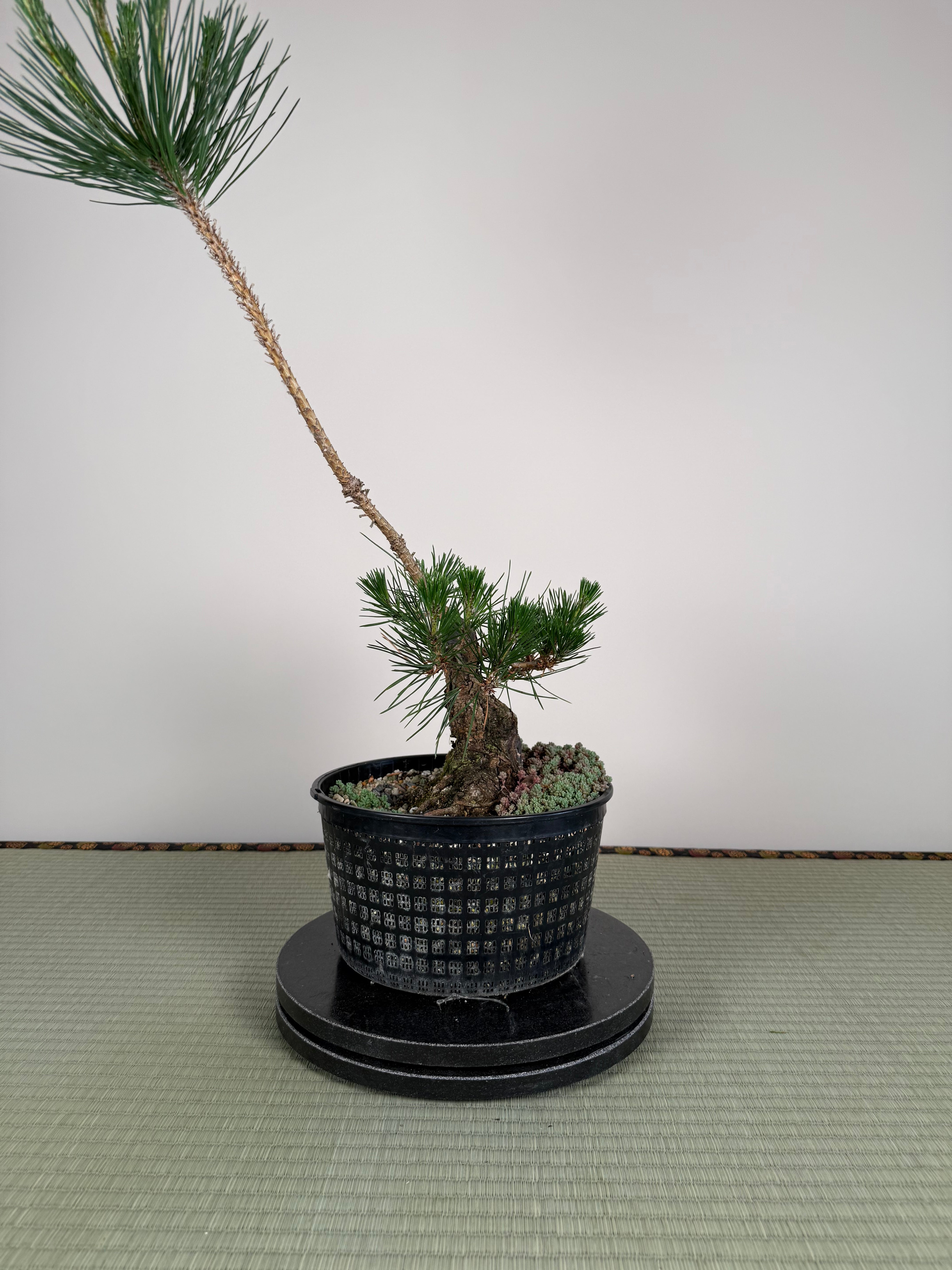 Pinus thunbergii