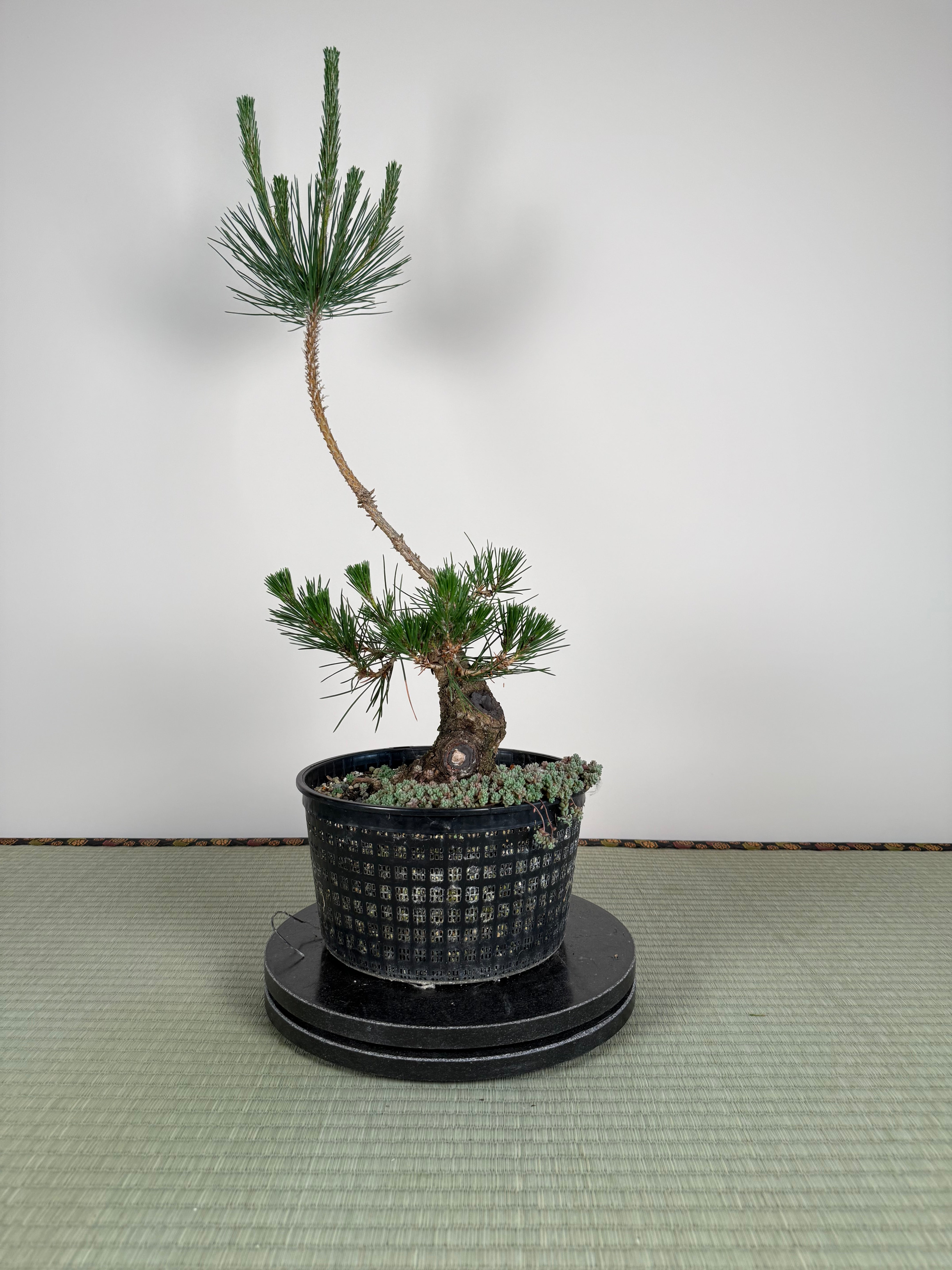 Pinus thunbergii