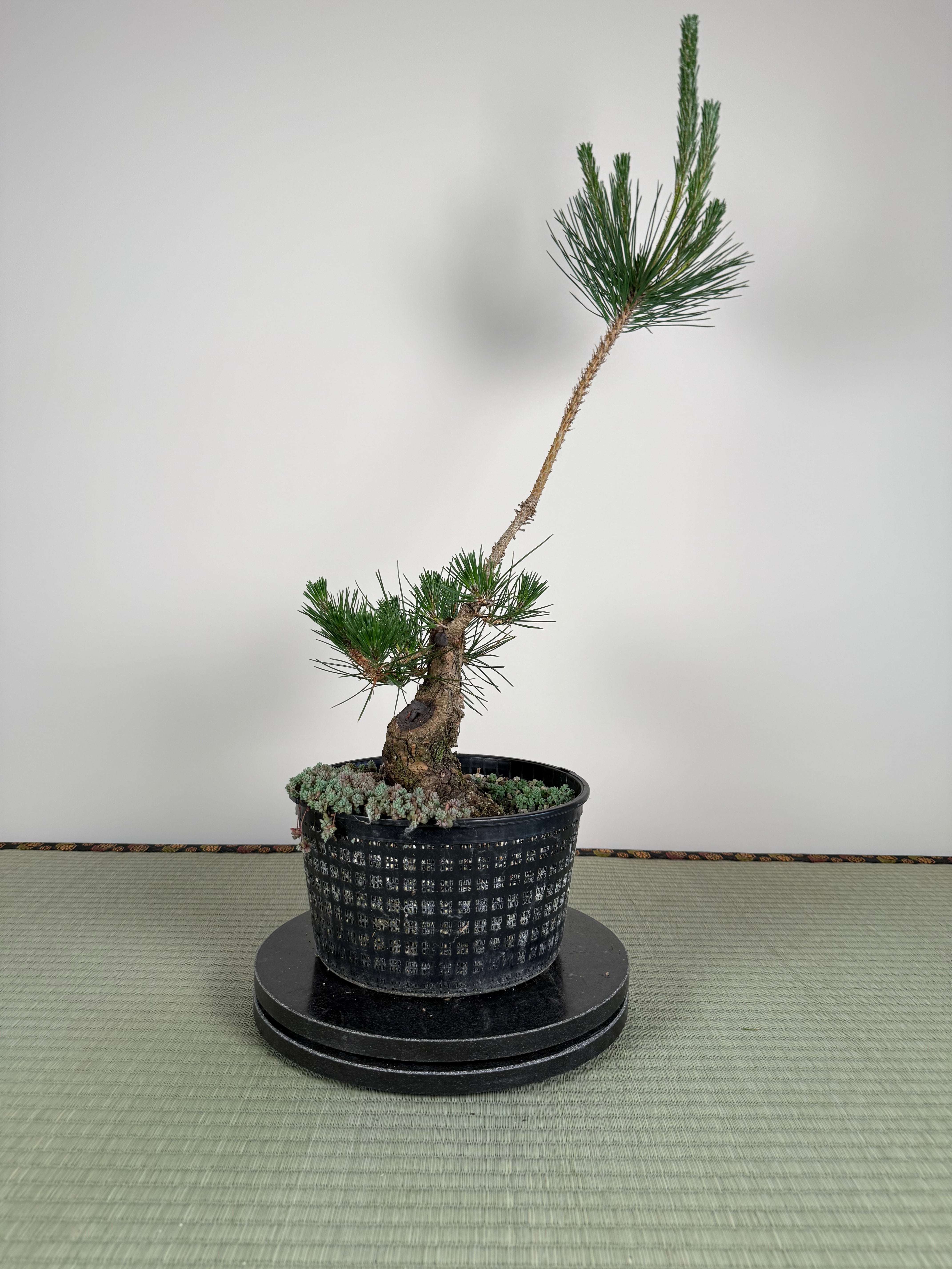 Pinus thunbergii
