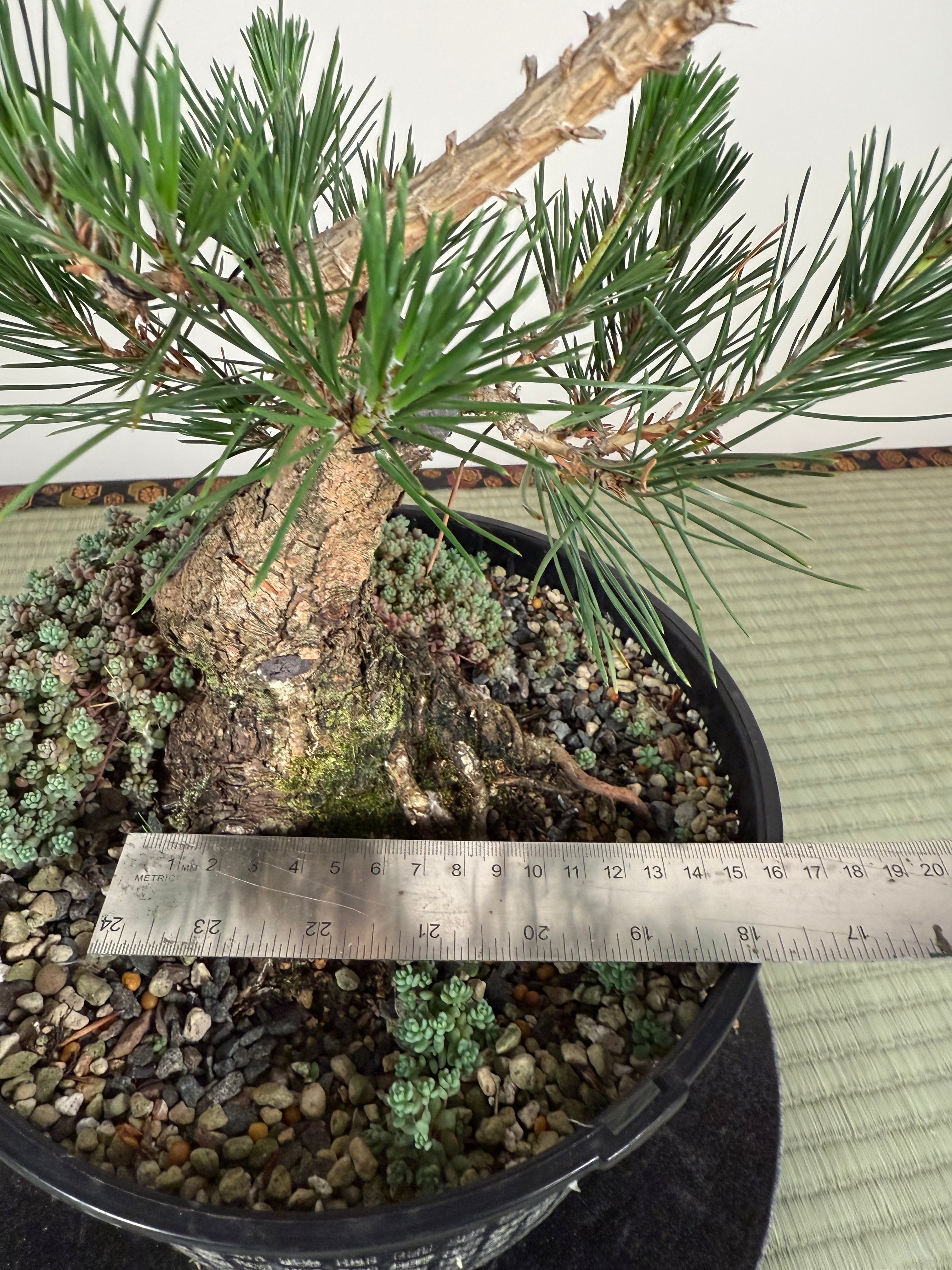 Pinus thunbergii