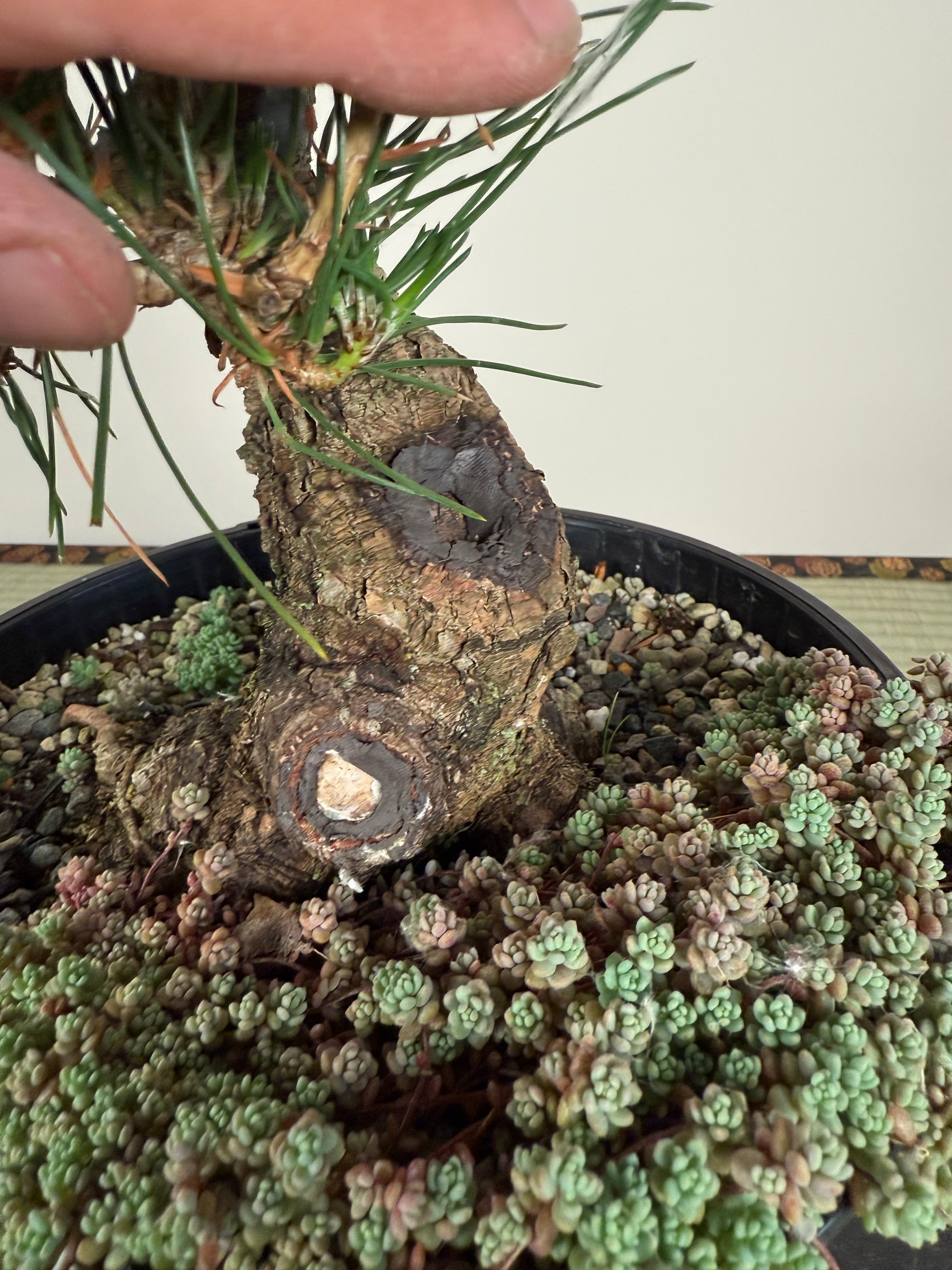 Pinus thunbergii