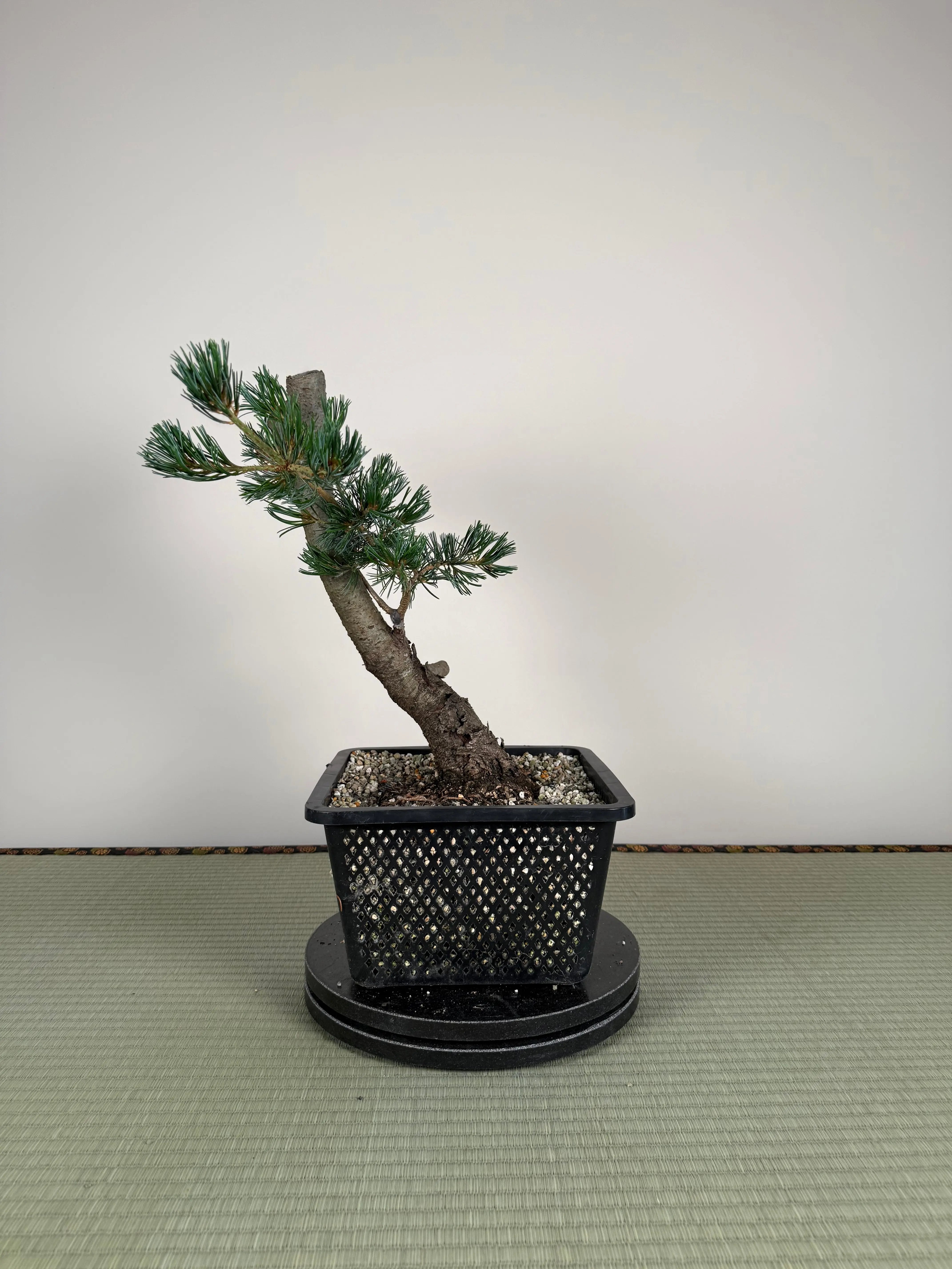 Pinus parviflora 'Kokonoe' Canada Bonsai