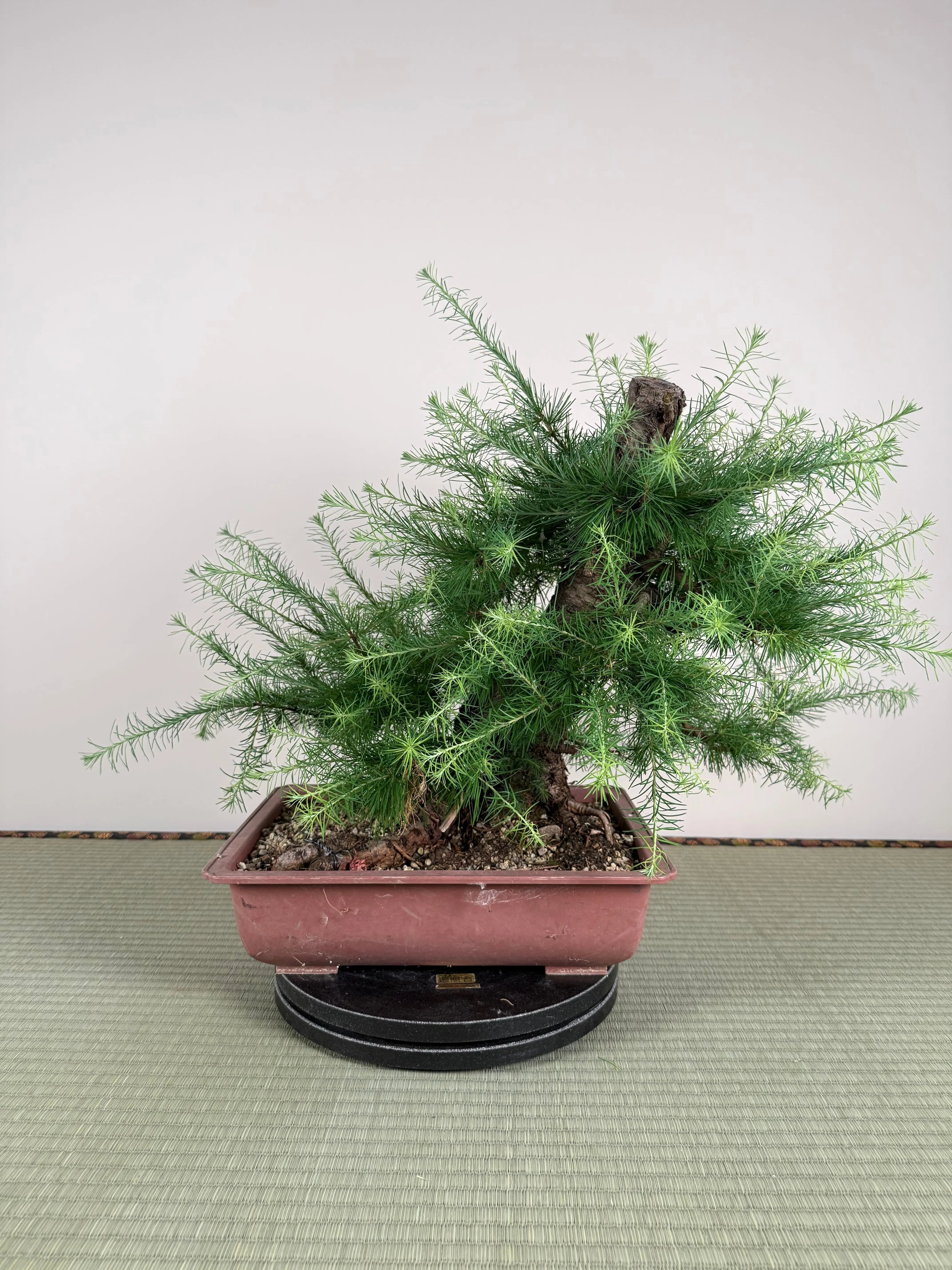 Larix Canada Bonsai