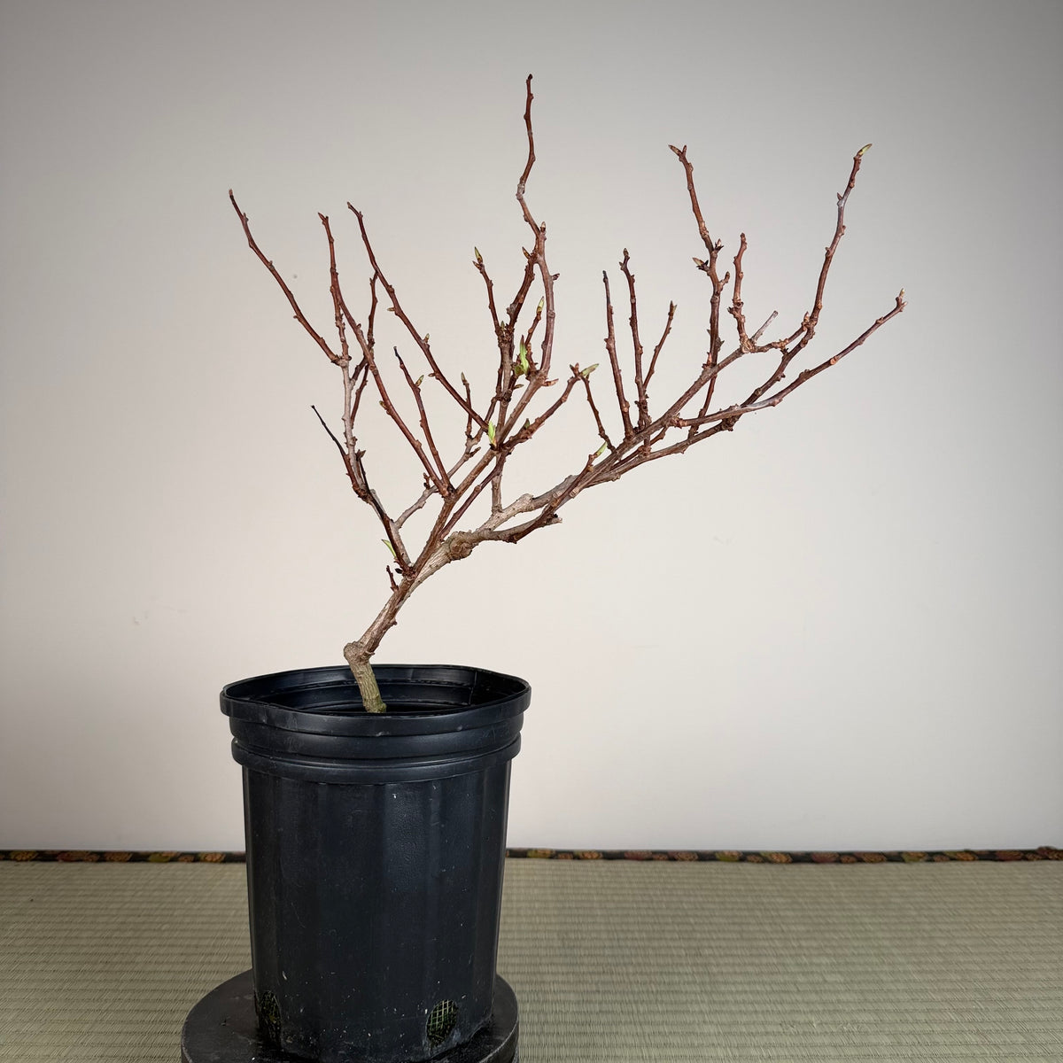 Kadsura japonica