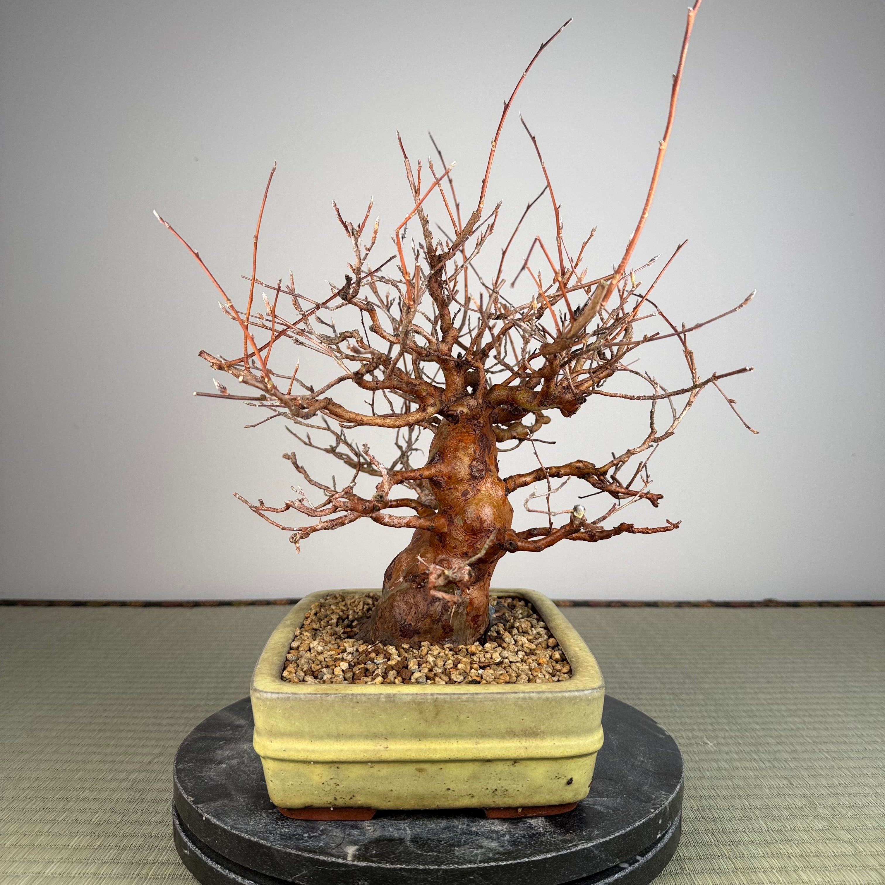 Stewartia monadelpha