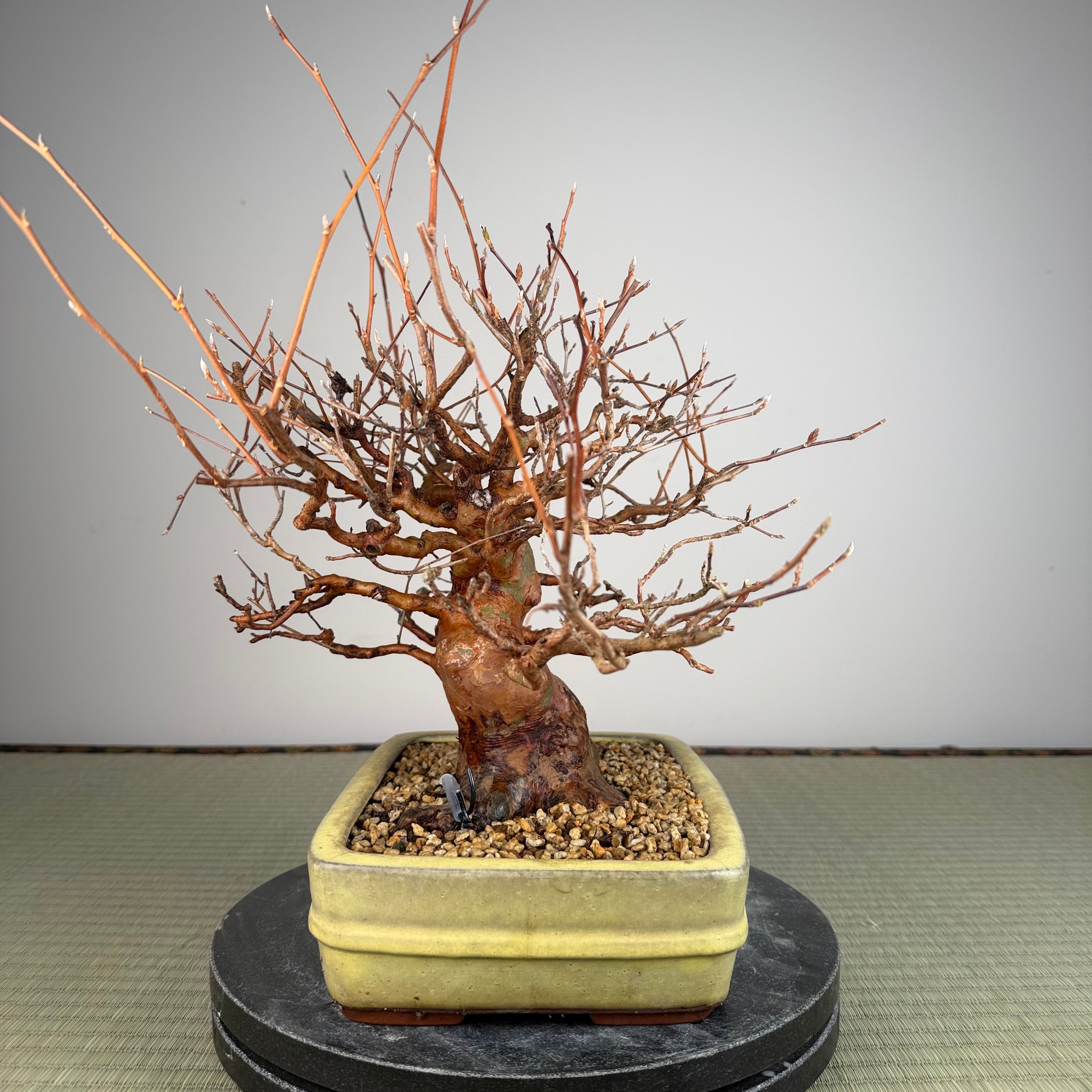 Stewartia monadelpha