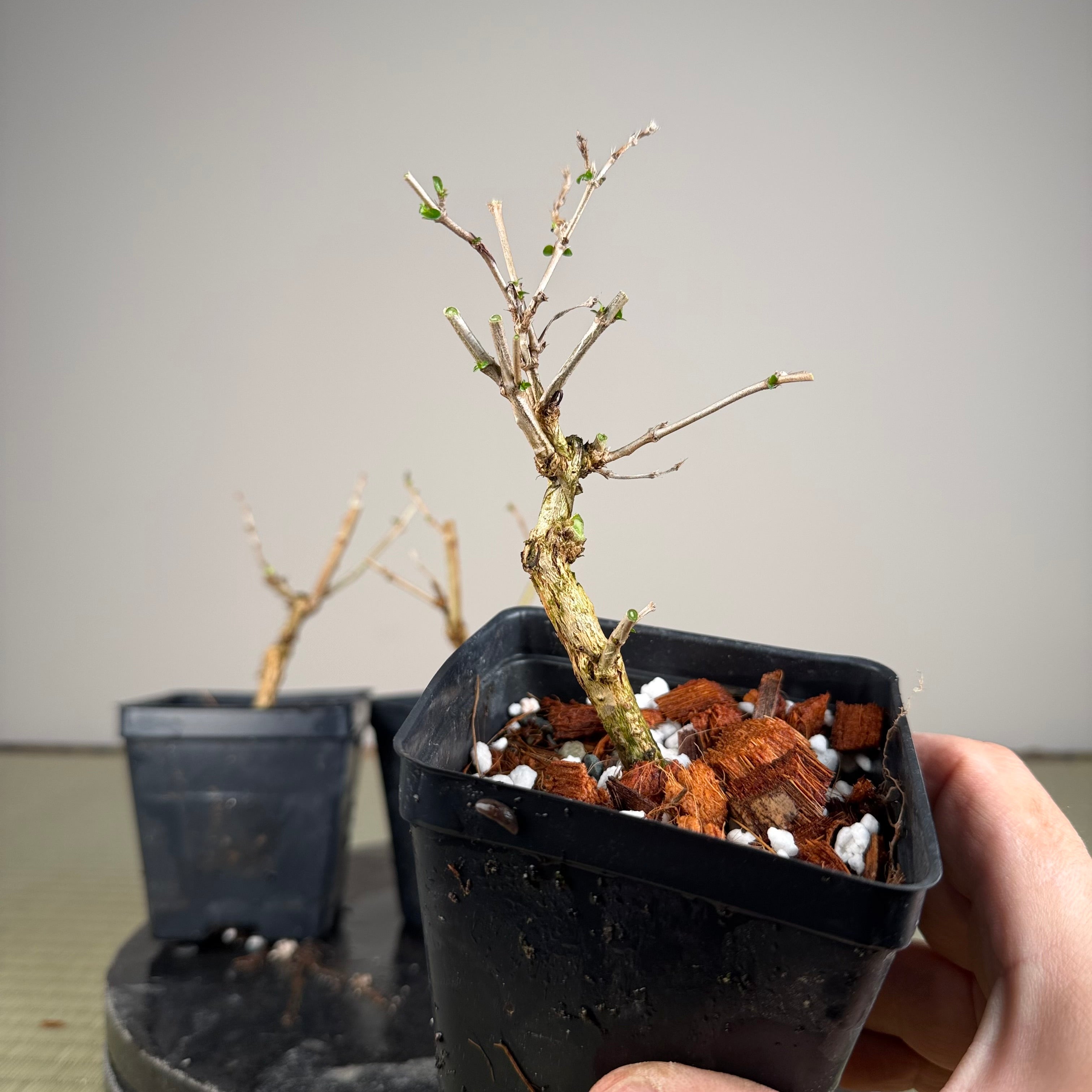 Serissa Japonica 'Flore Pleno'
