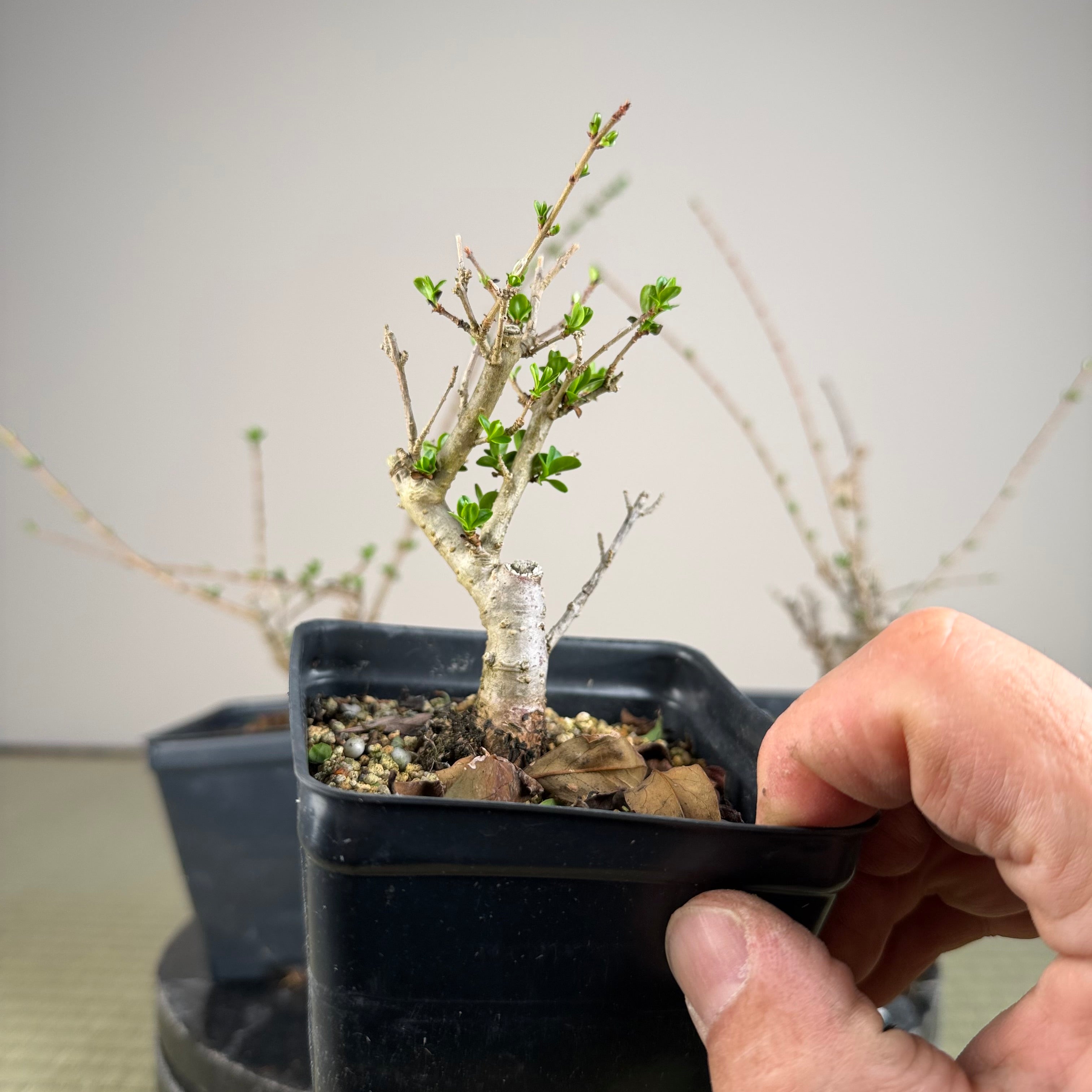 Ligustrum Arakawa *Voir note*