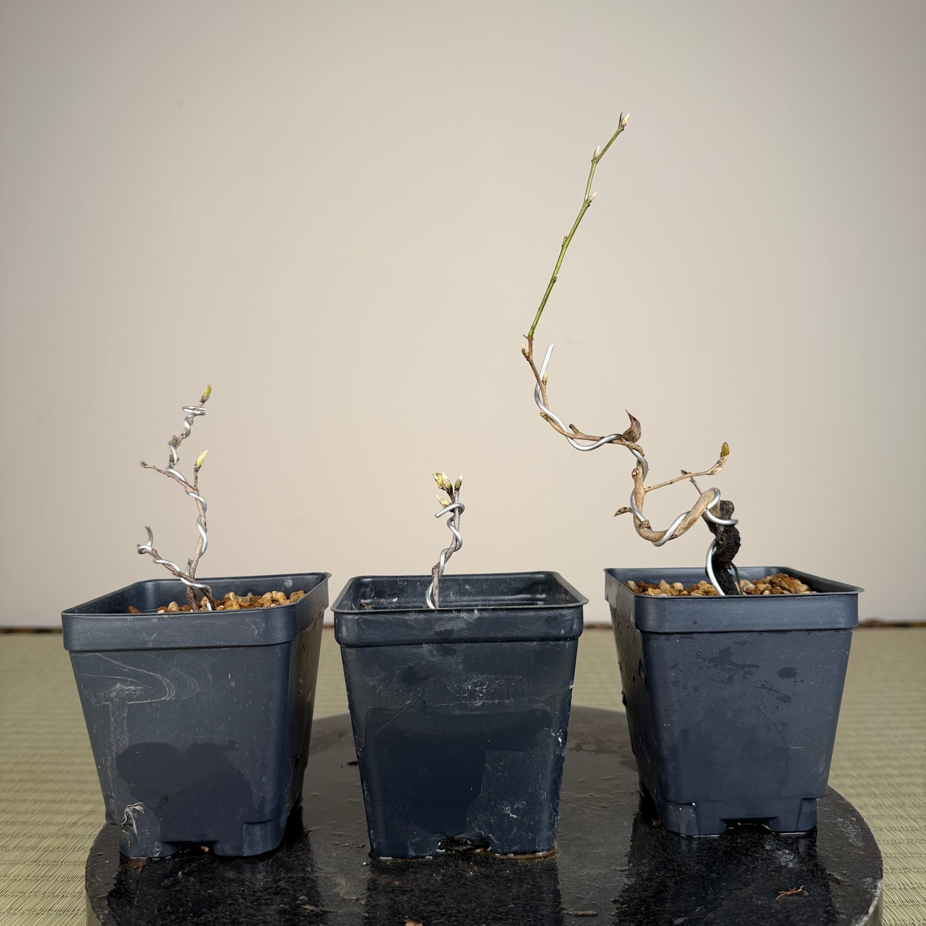 Diospyros rhombifolia (root cutting) 'Sekaiichi'