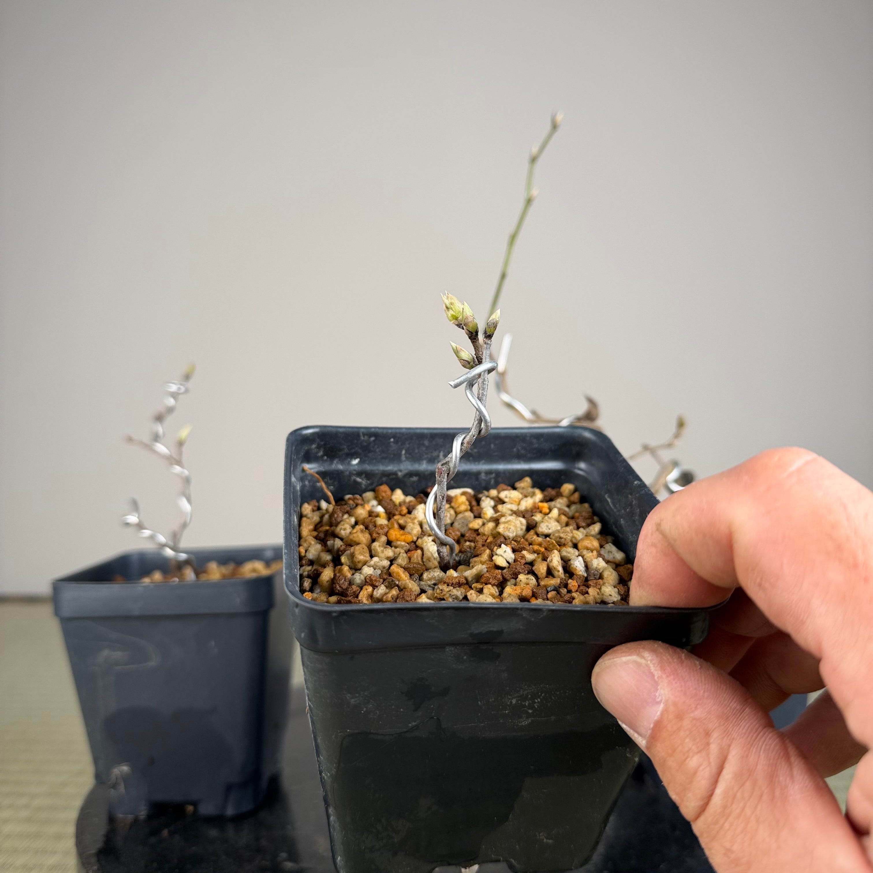 Diospyros rhombifolia (root cutting) 'Sekaiichi'