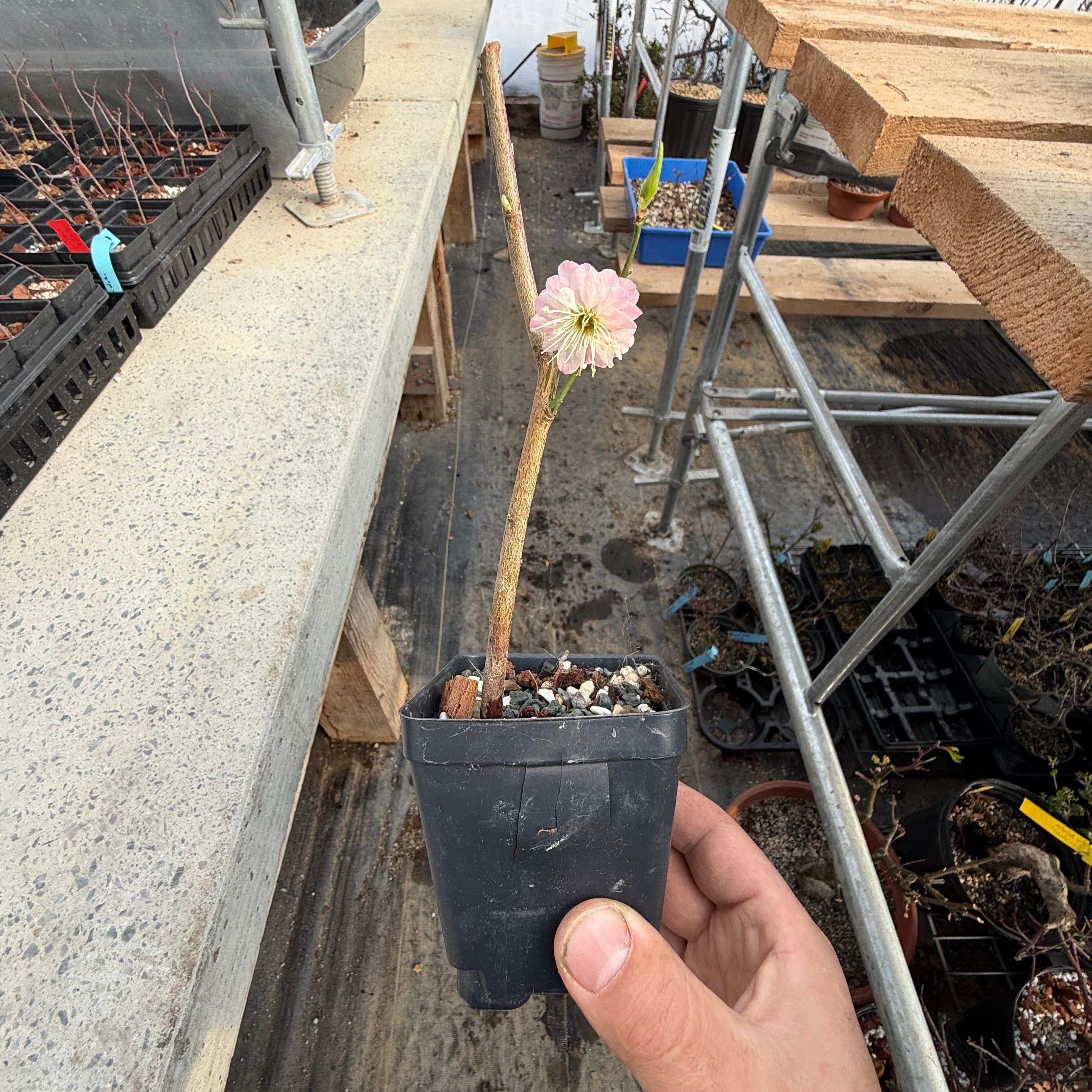 Prunus mume (flowering; size 2)
