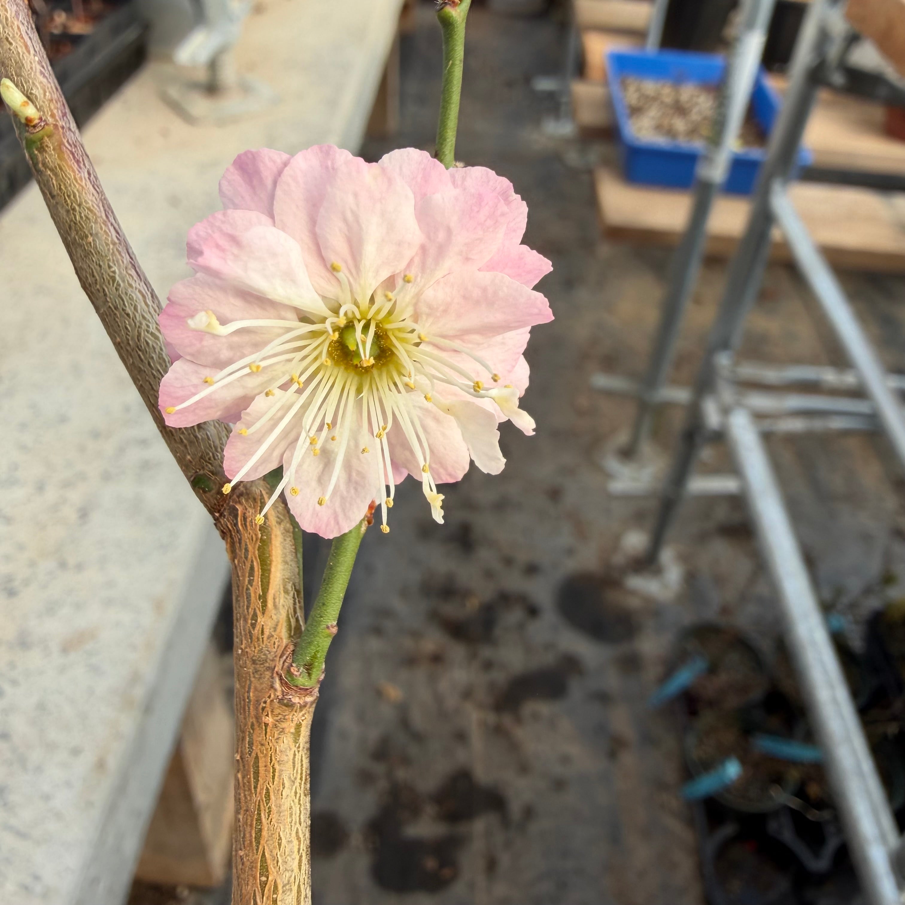 Prunus mume (flowering; size 2)
