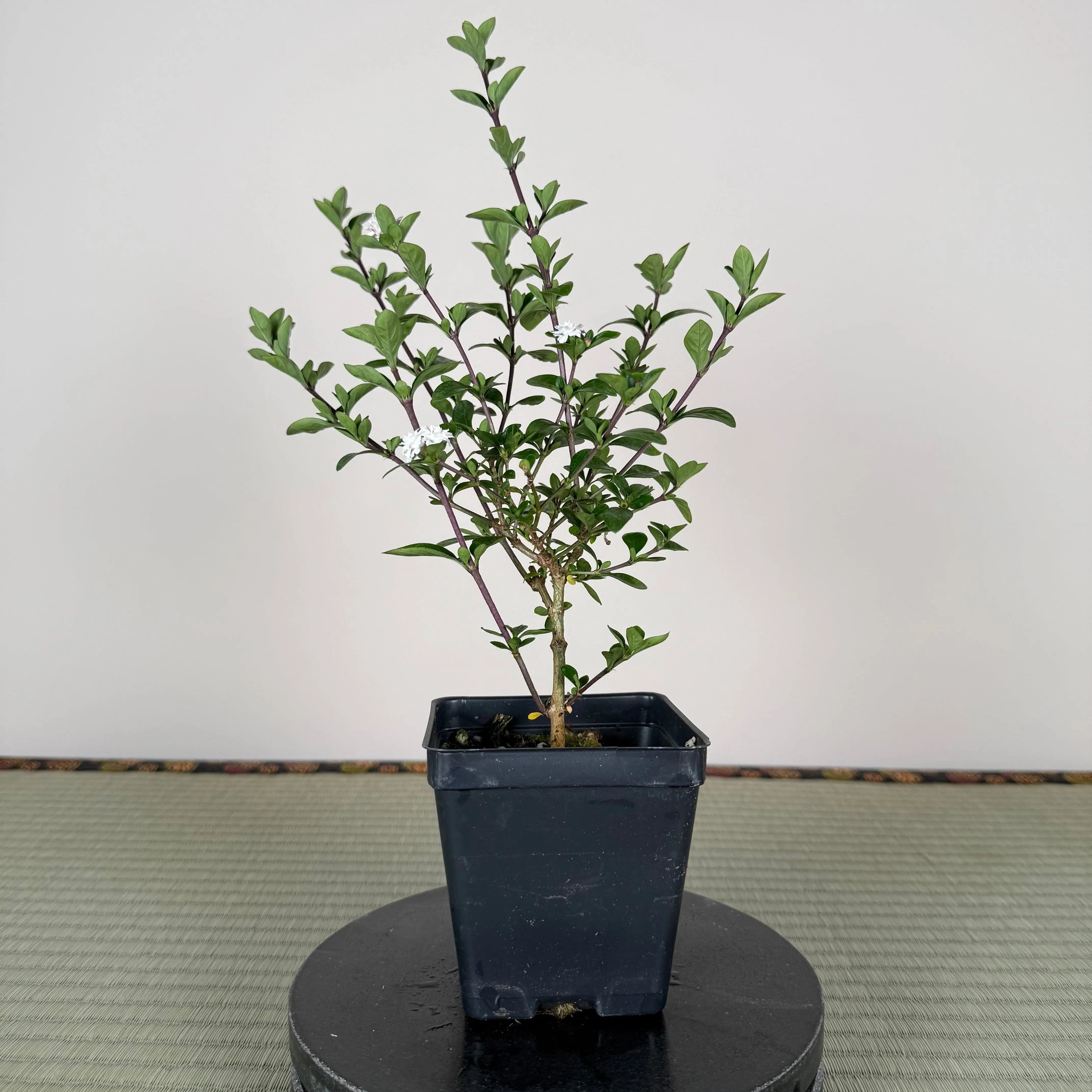 SNOW ROSE Canada Bonsai