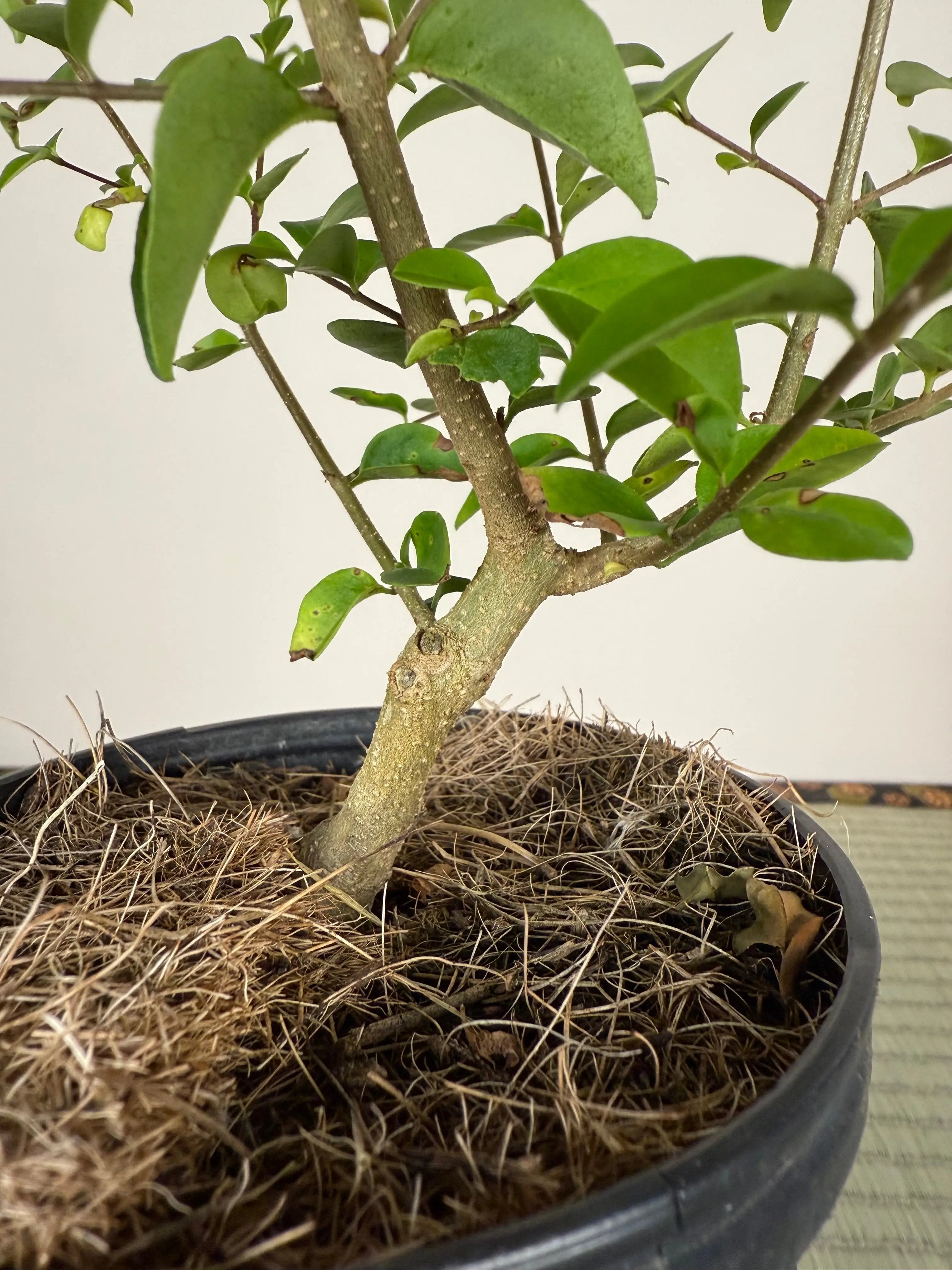 CHINESE PRIVET Canada Bonsai
