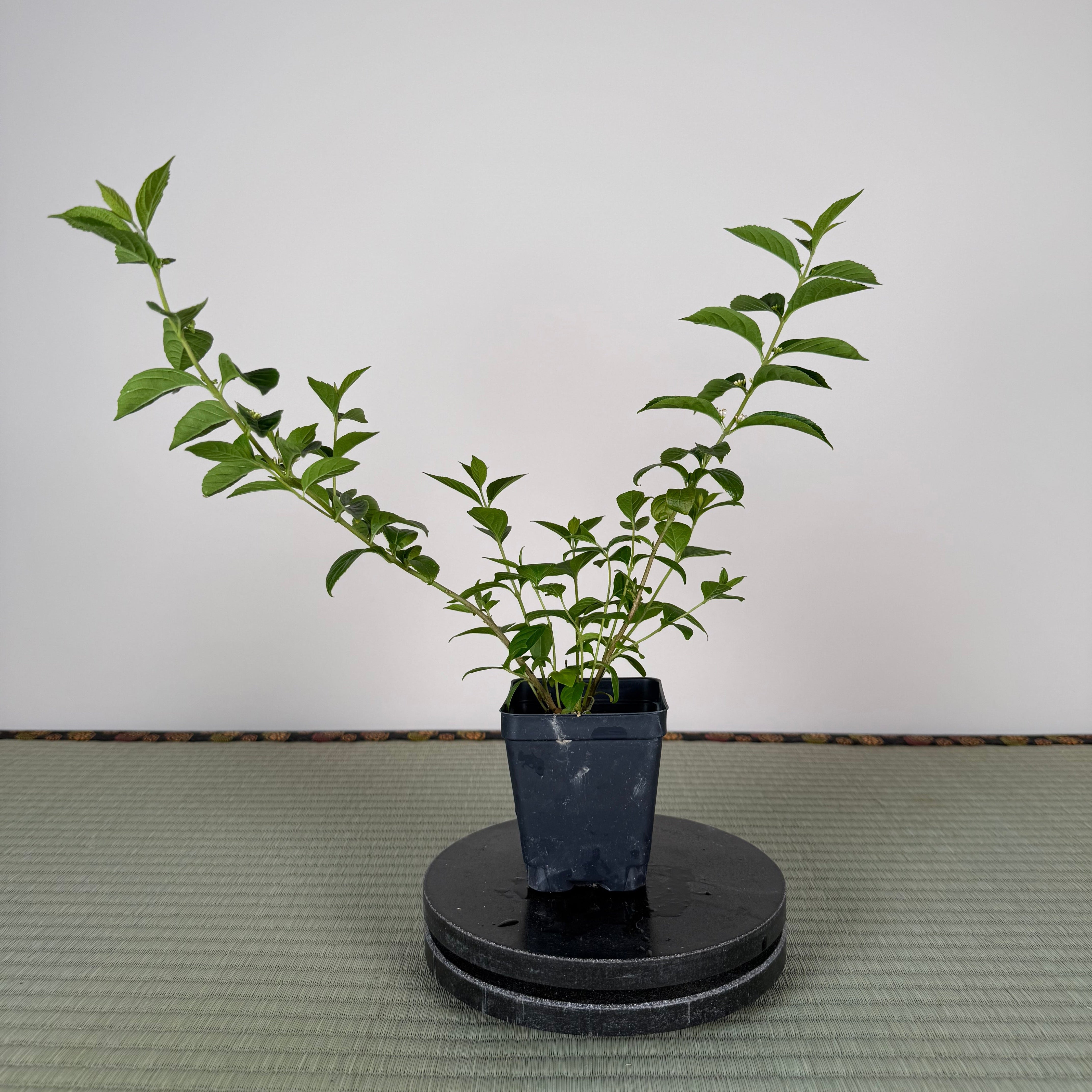 JAPANESE BEAUTYBERRY (White Berries)