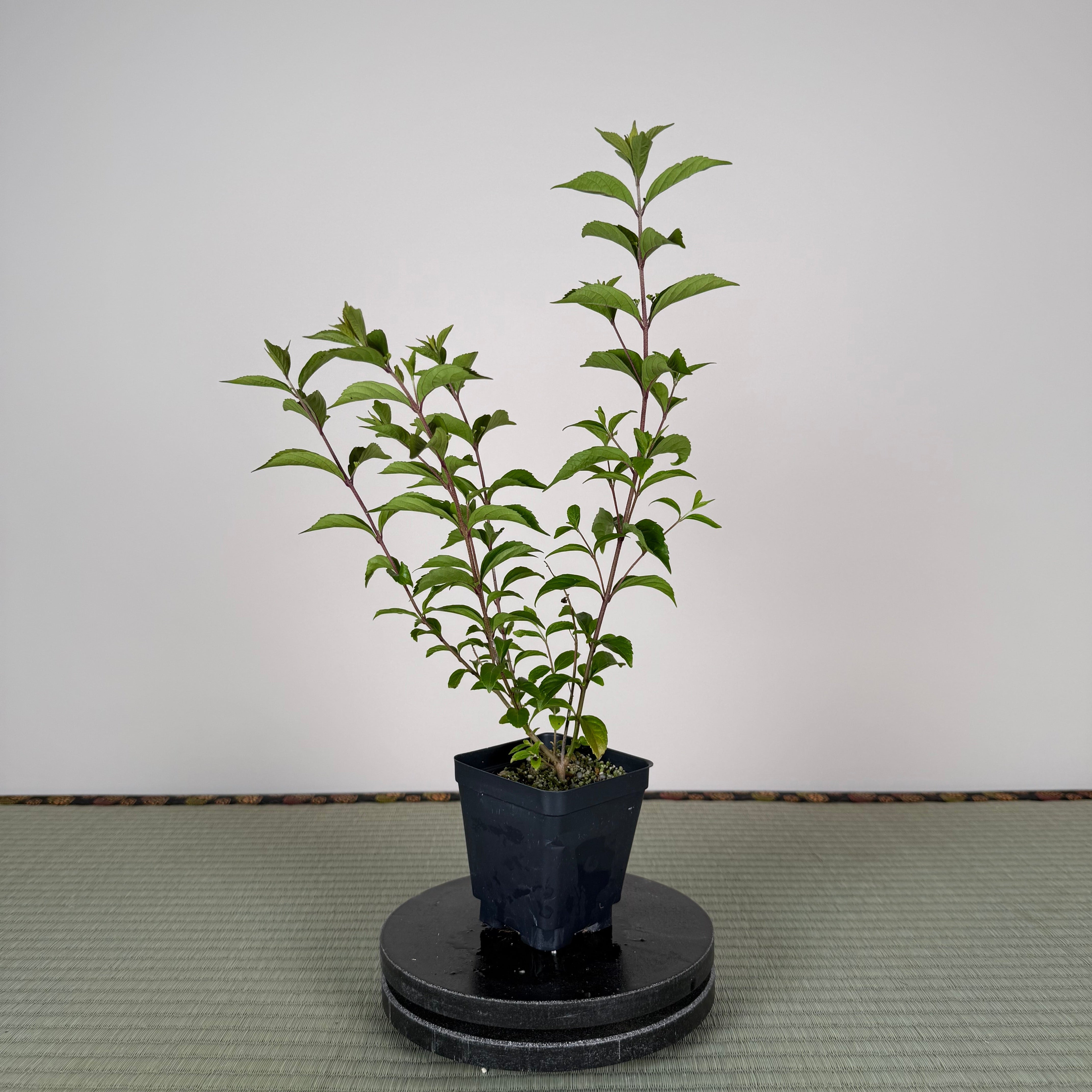 JAPANESE BEAUTYBERRY (Purple Berries)