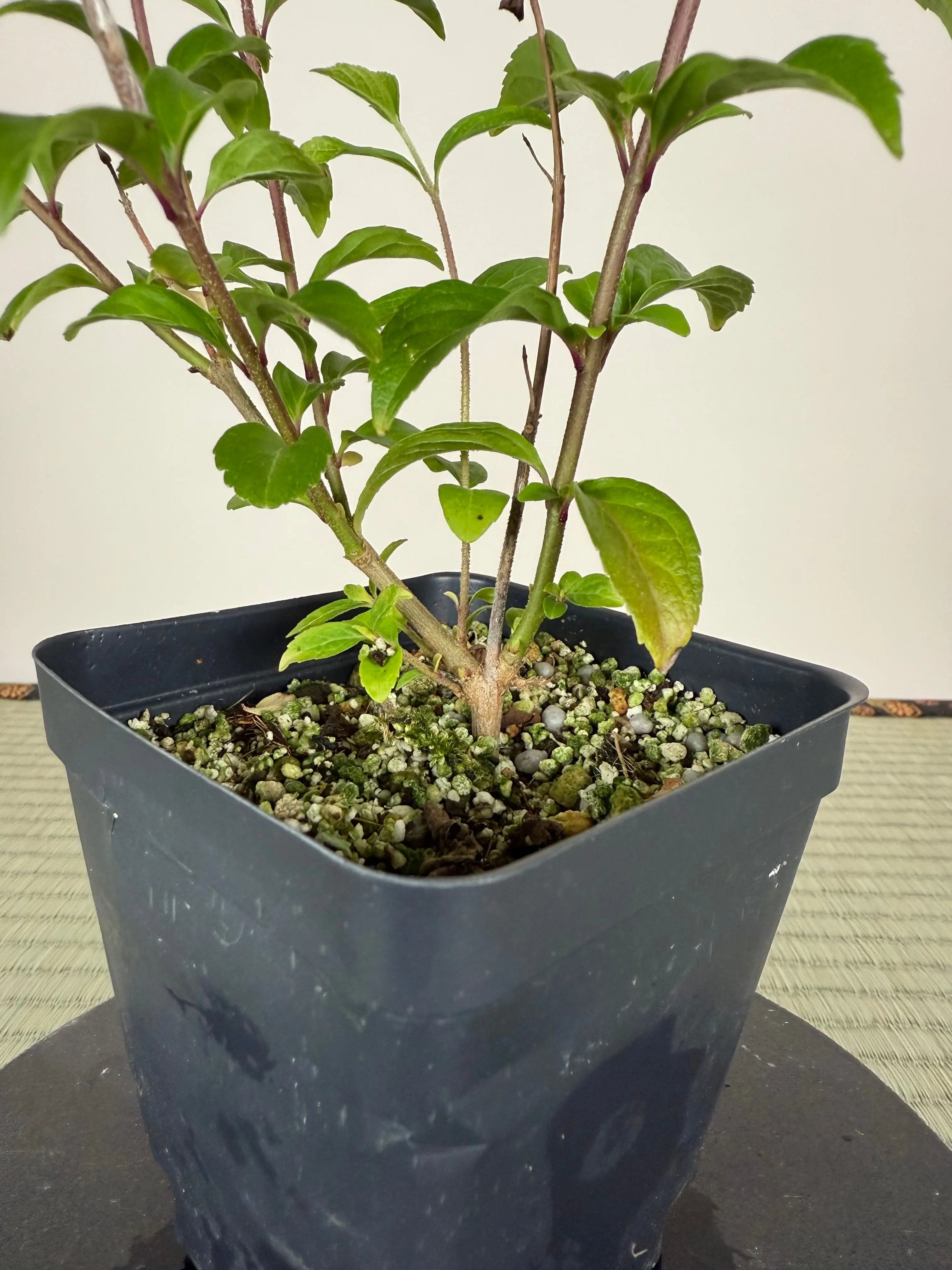 JAPANESE BEAUTYBERRY (Purple Berries) Canada Bonsai