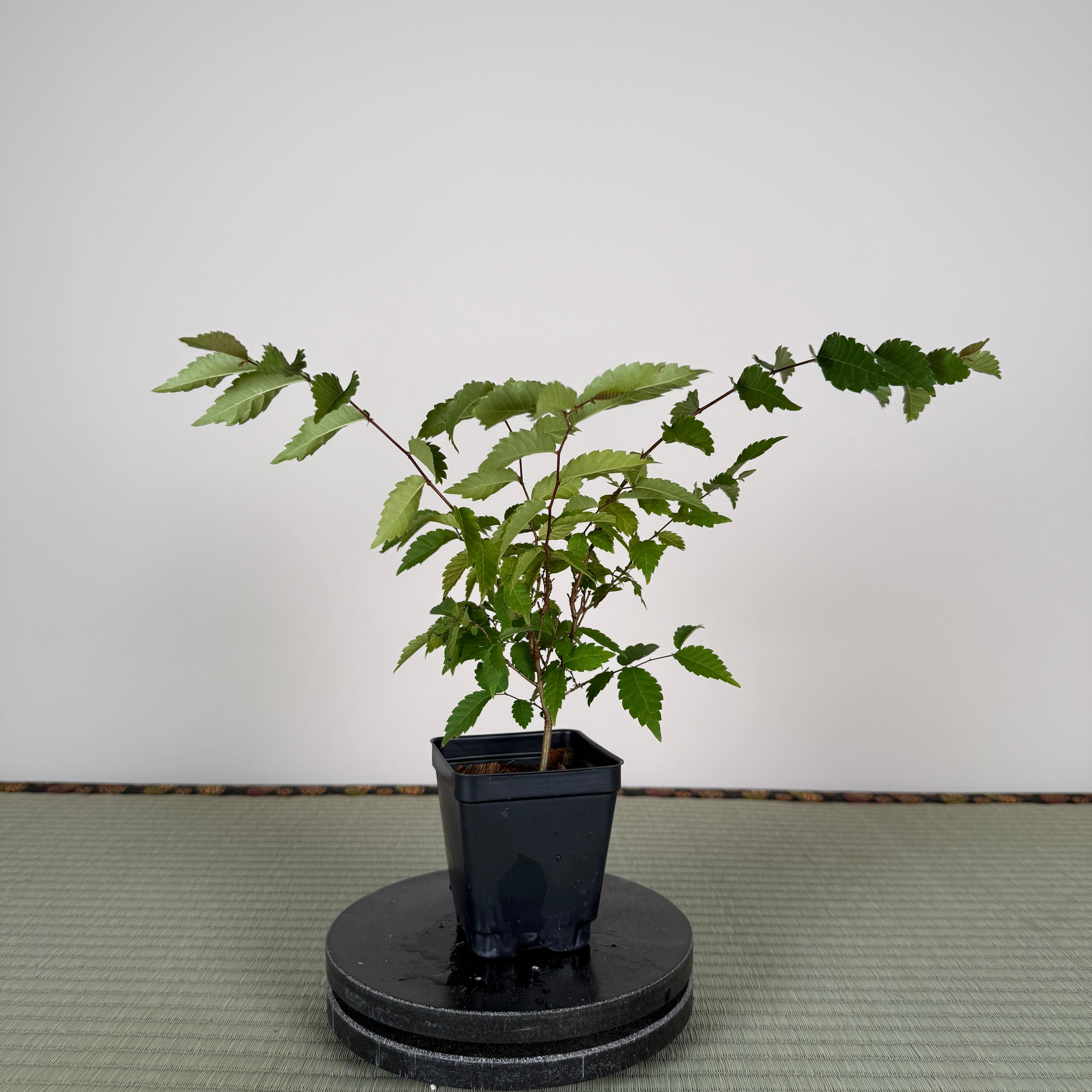 JAPANESE ZELKOVA (Elm)