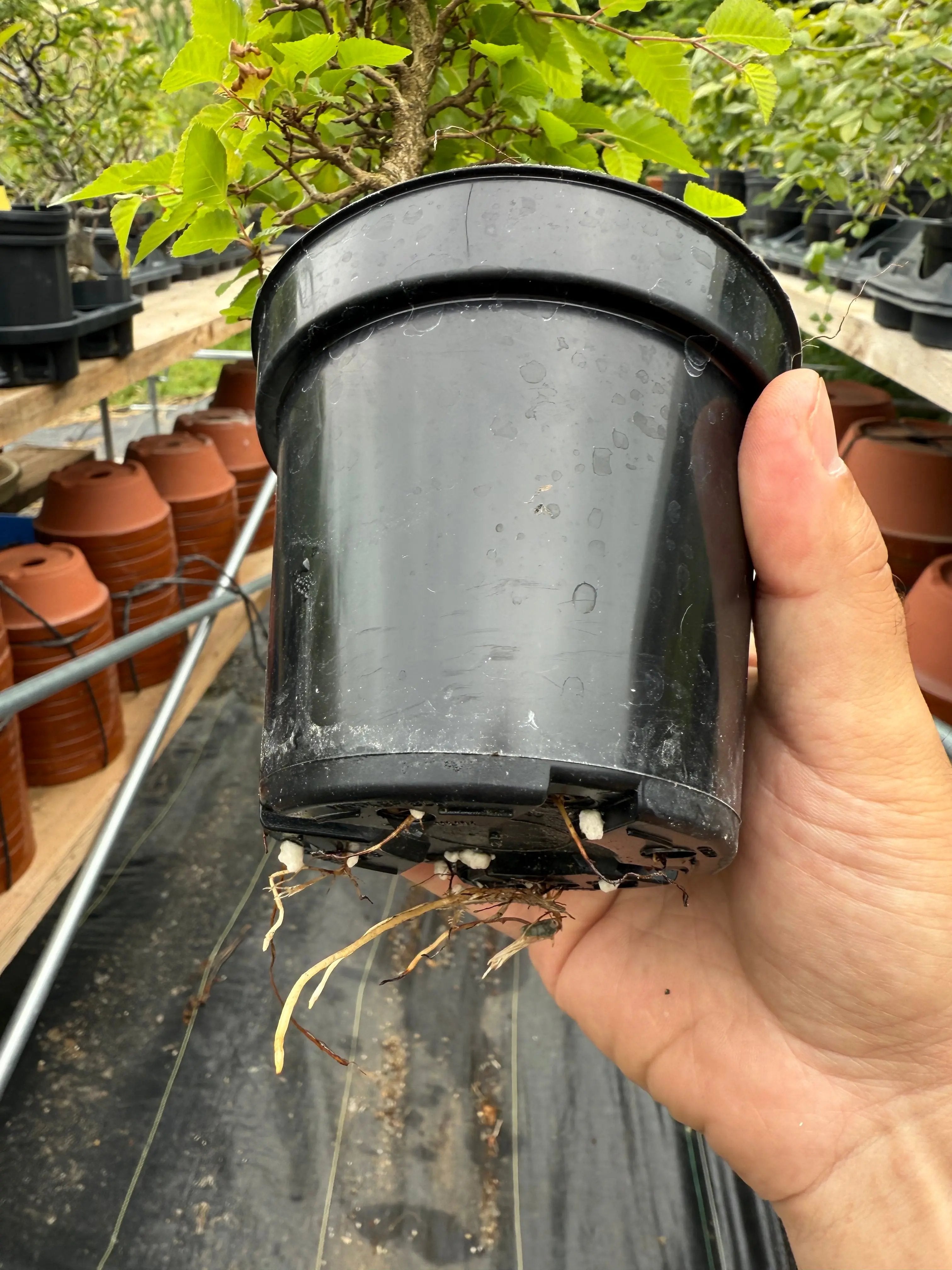 Carpinus turczaninowii Canada Bonsai