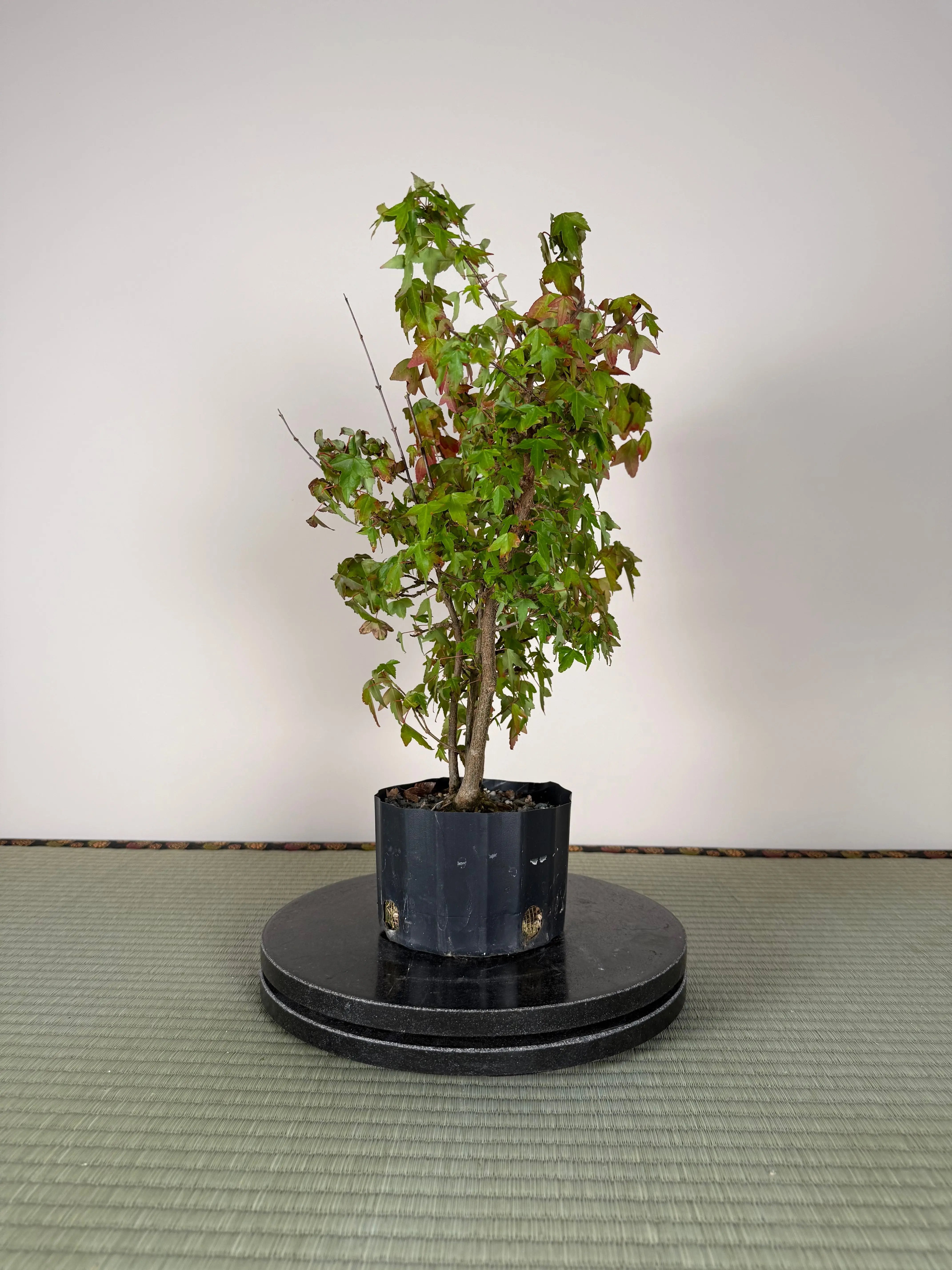 Acer buergerianum 'Fuyo-en' (Clump) Canada Bonsai