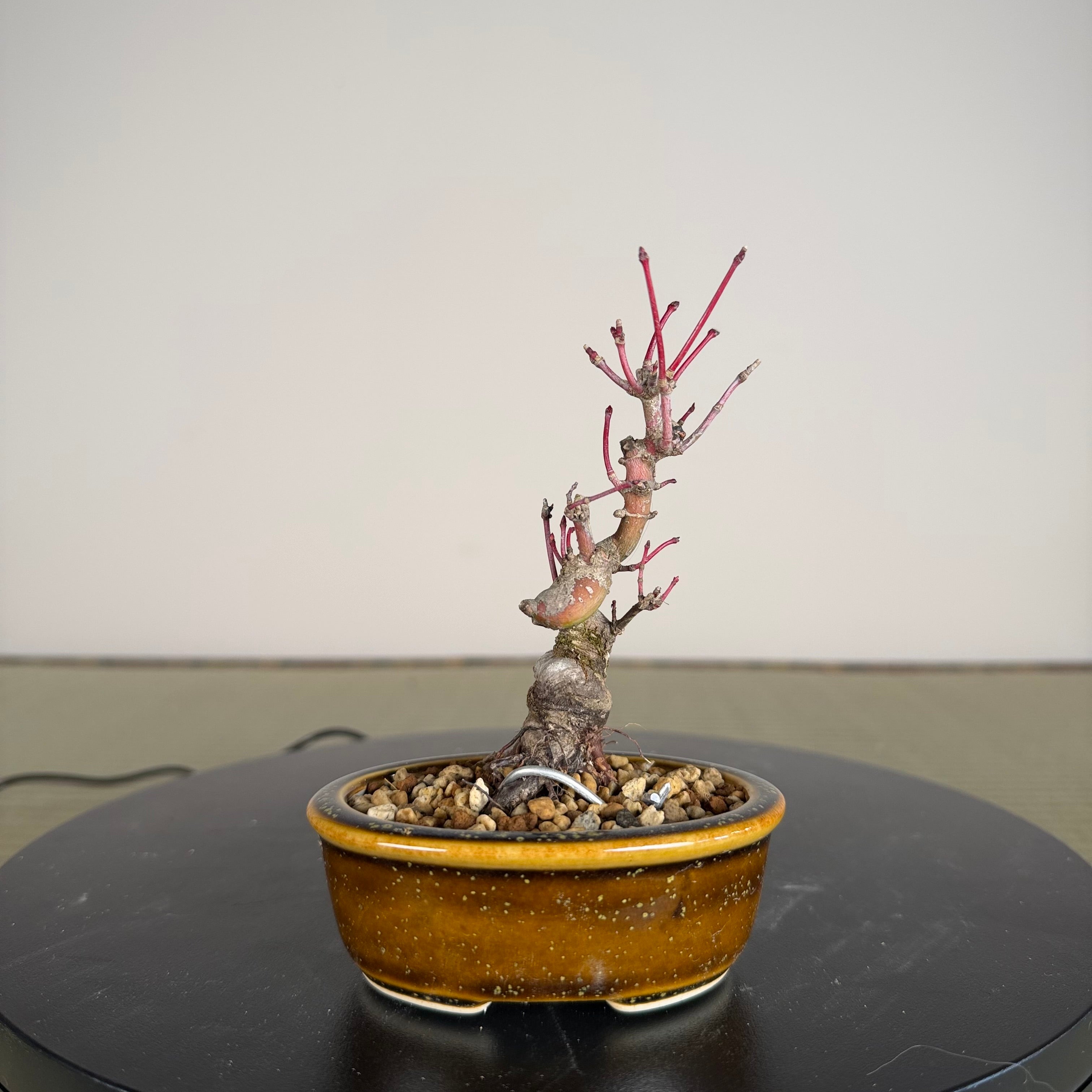 Japanese Maple