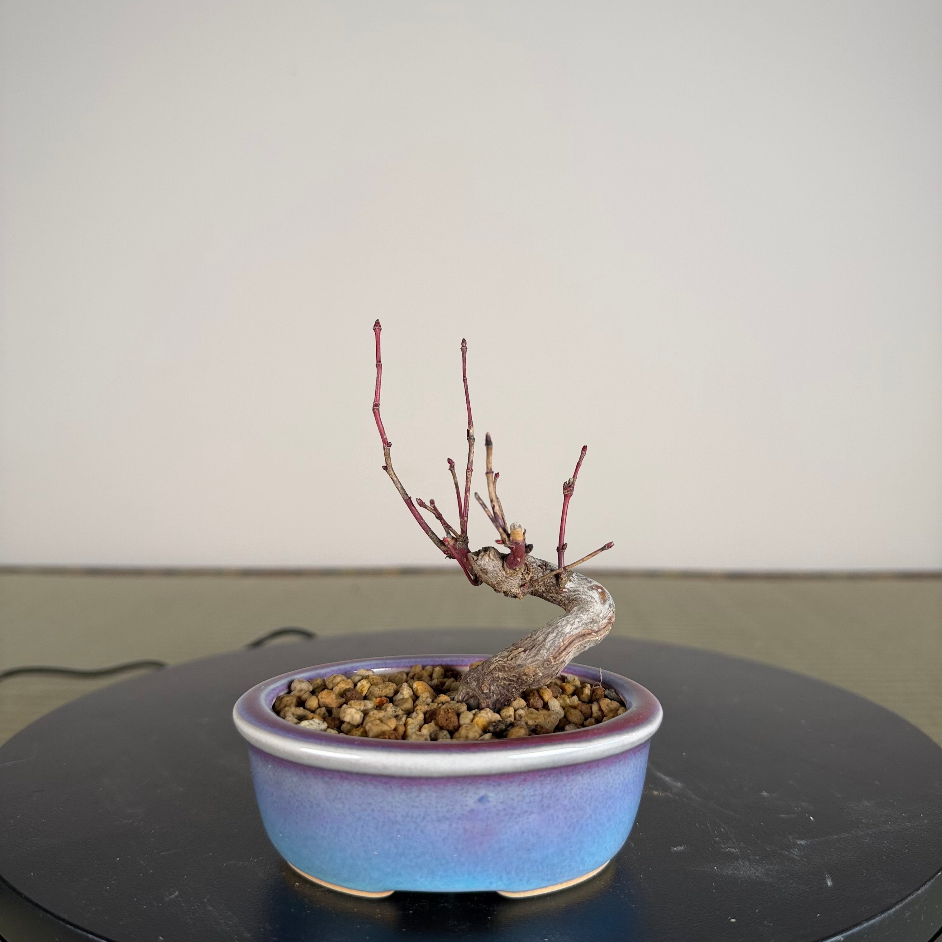 Japanese Maple