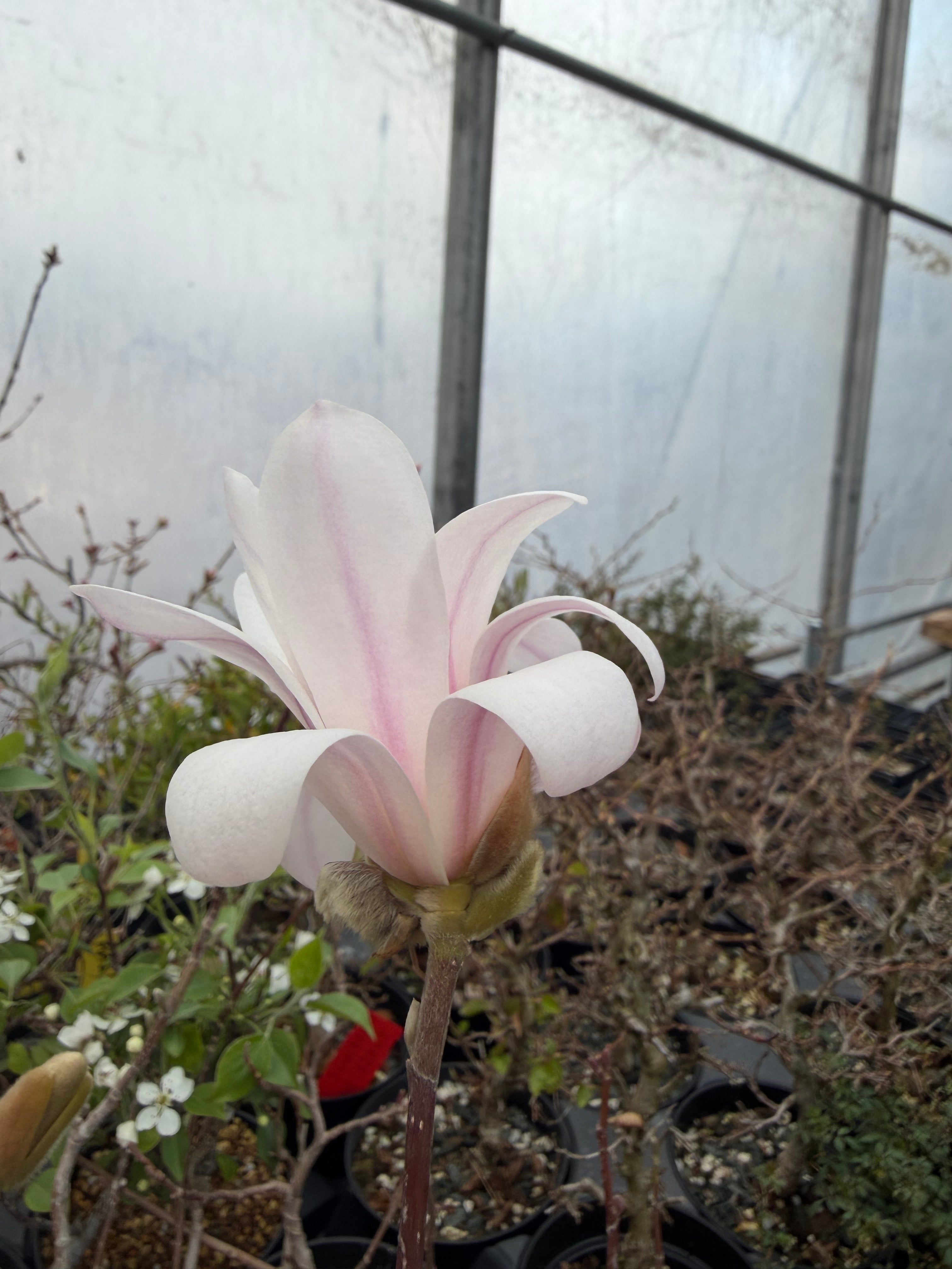 Magnolia (white/pink flower)