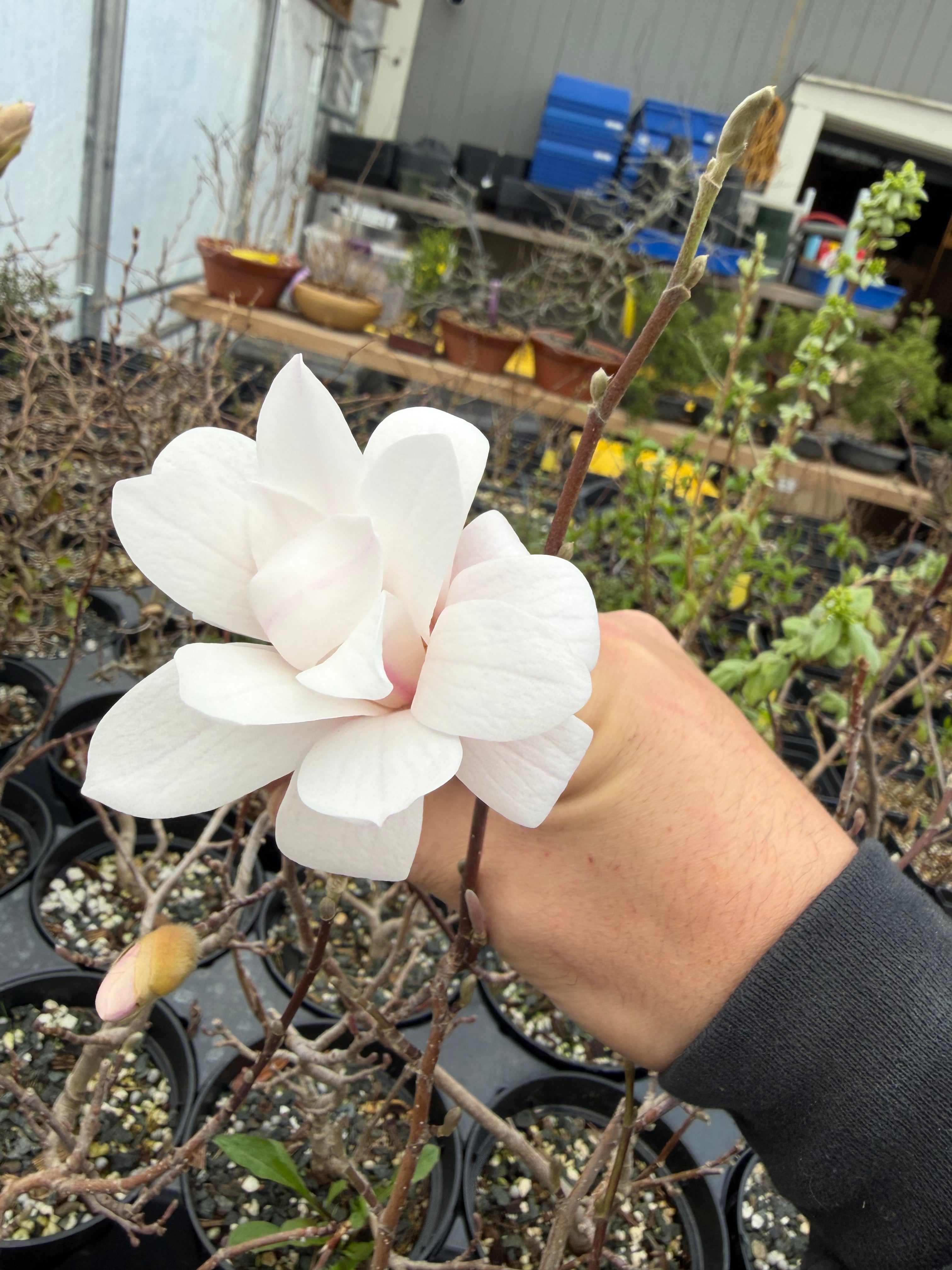 Magnolia (white/pink flower)