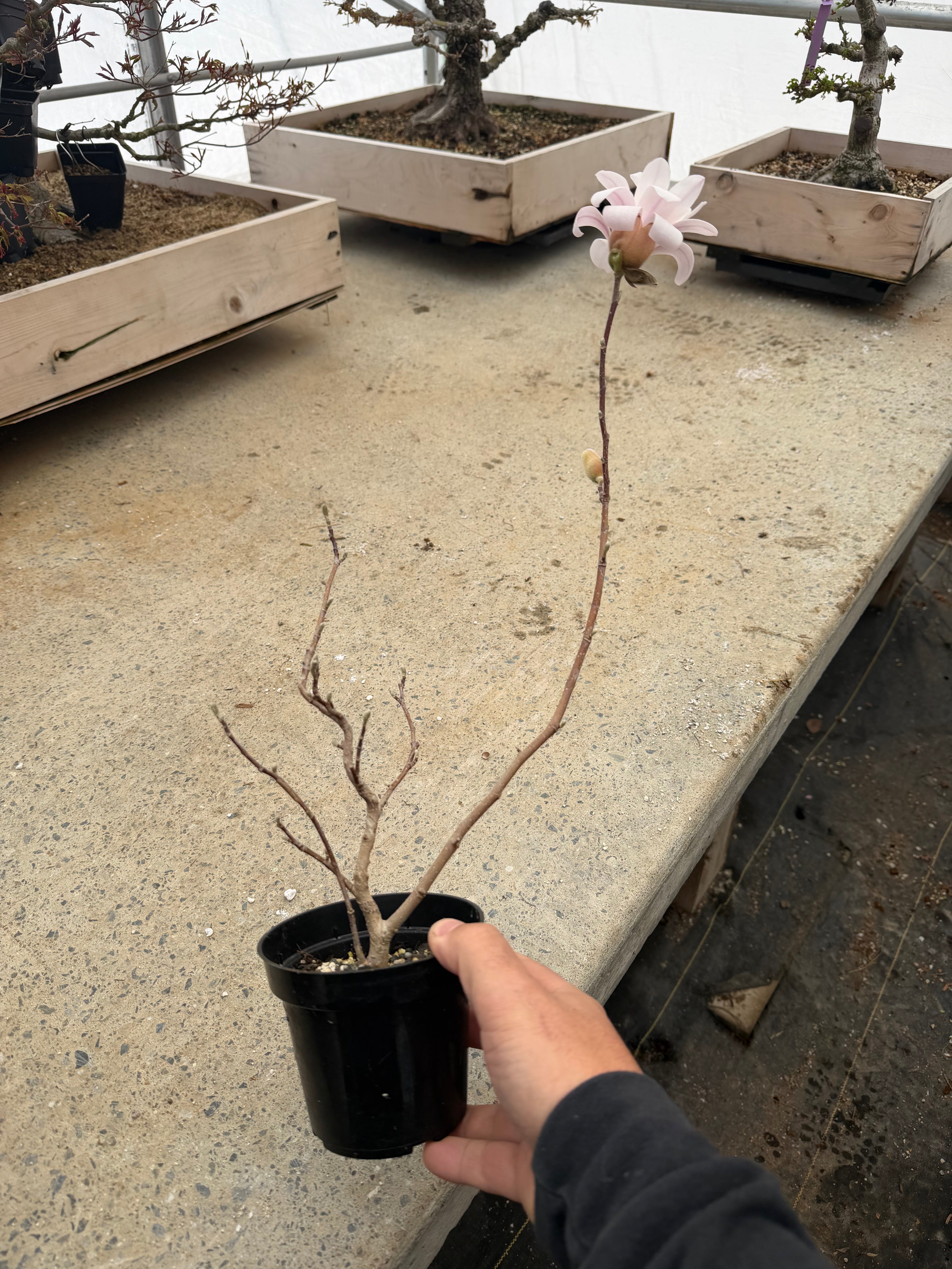 Magnolia (white/pink flower)