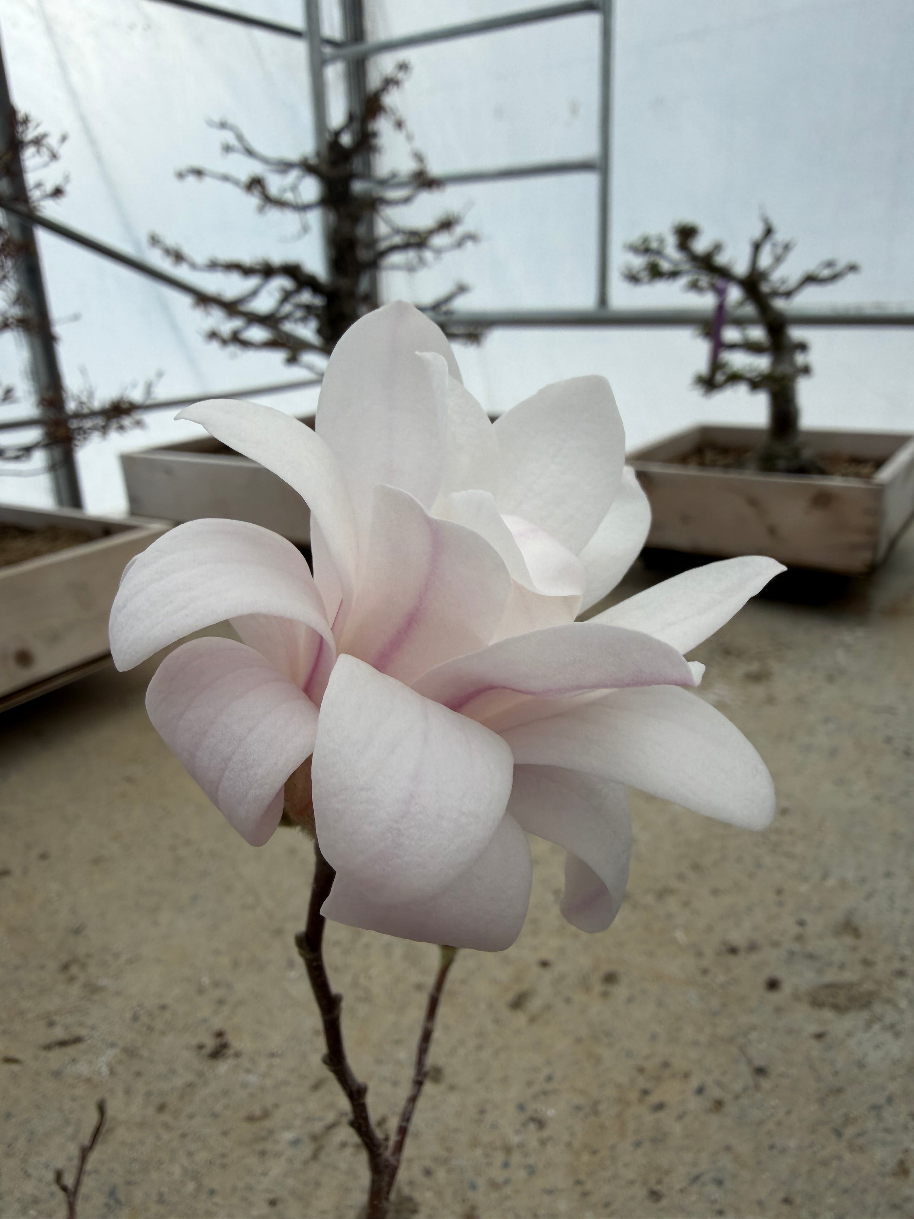 Magnolia (white/pink flower)