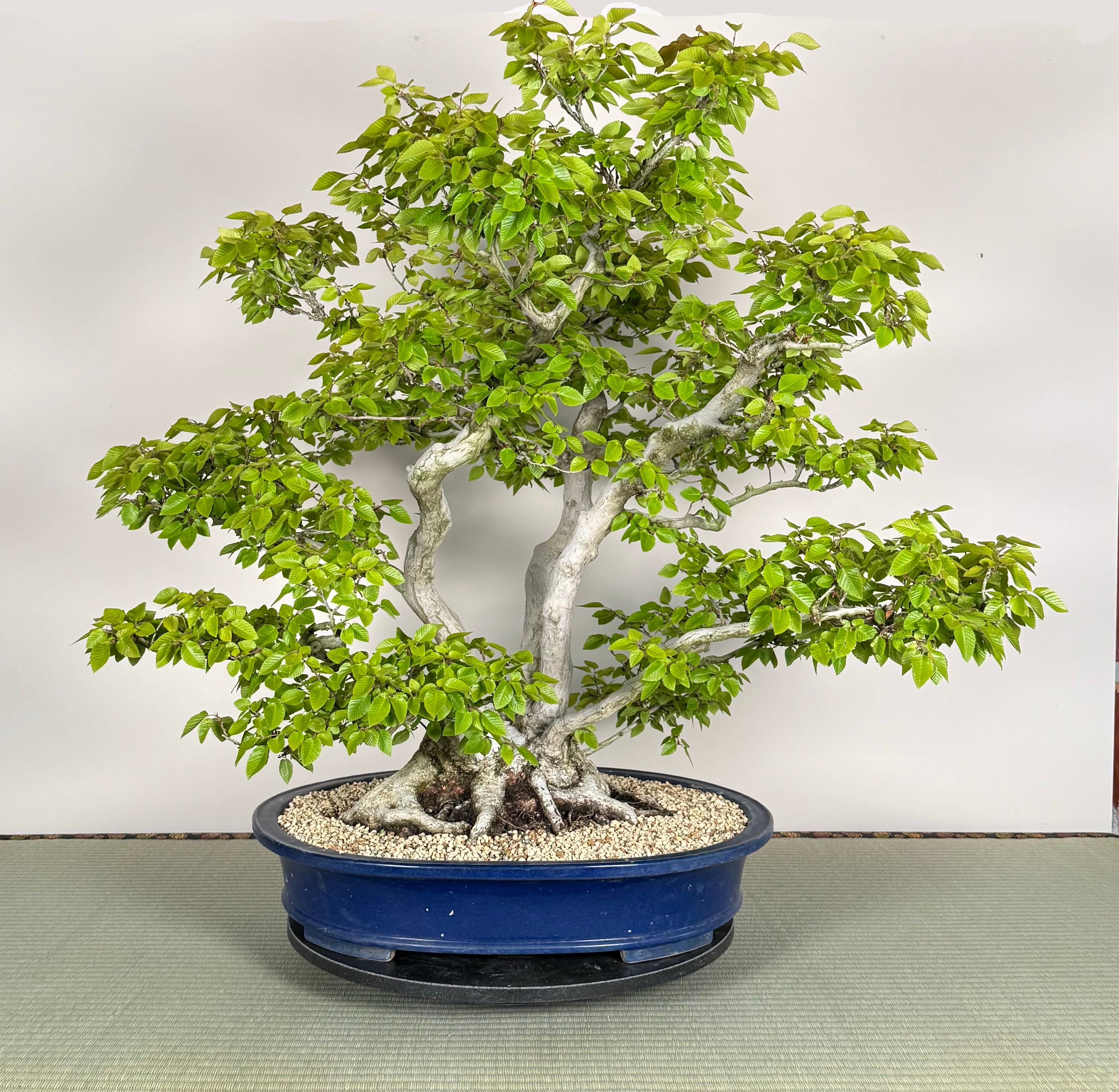 Carpinus turczaninowii
