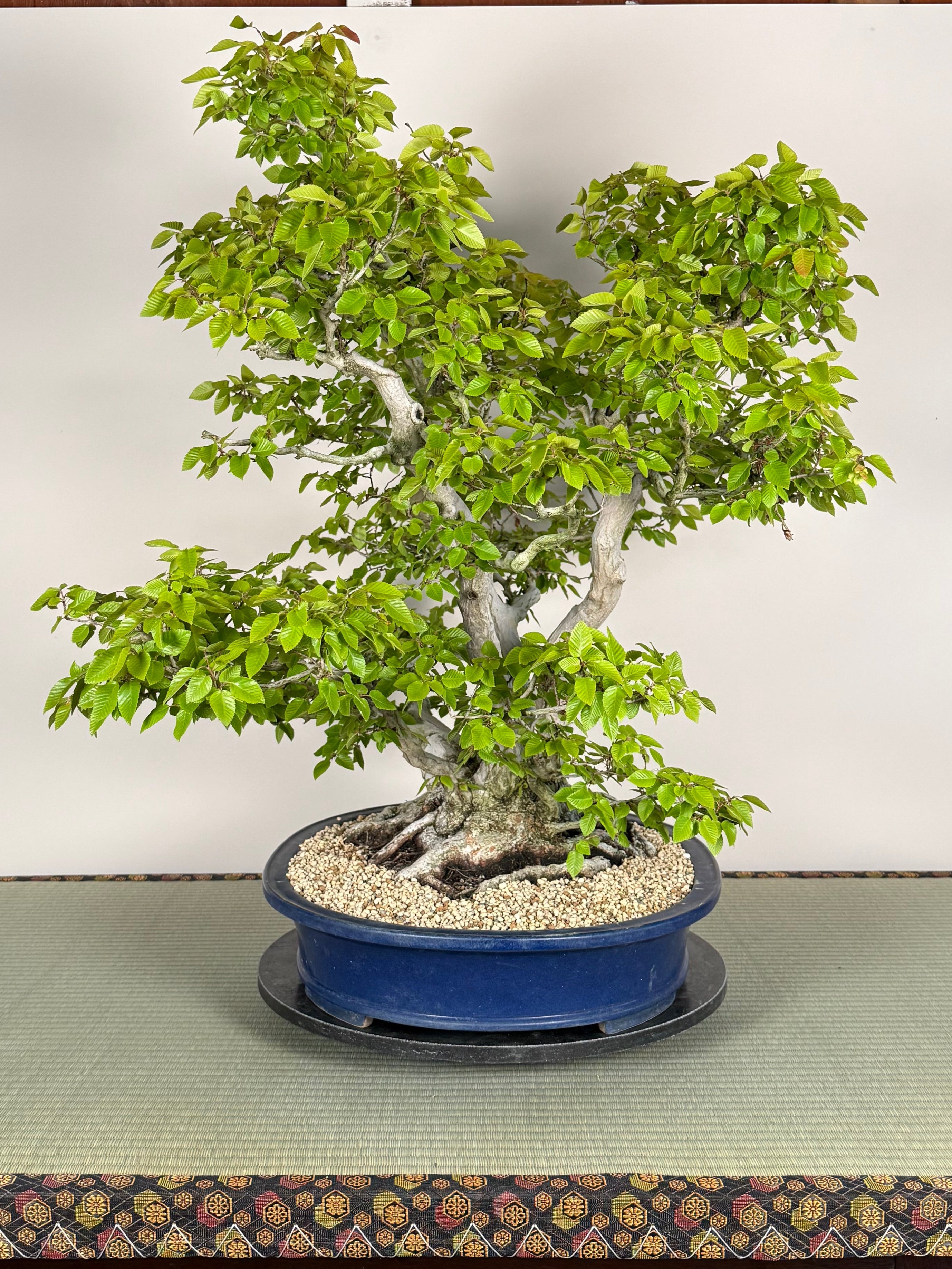 Carpinus turczaninowii