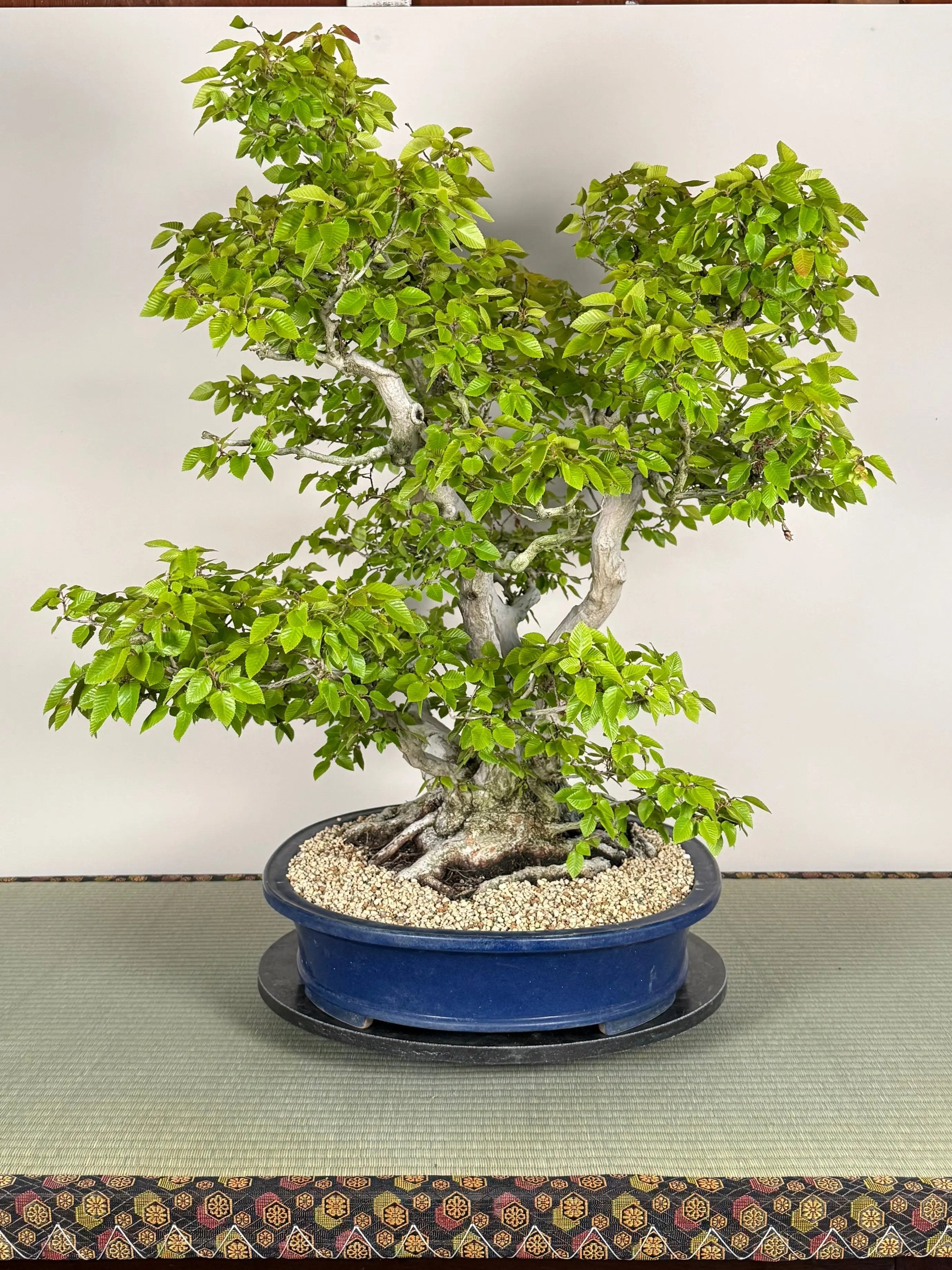 Carpinus turczaninowii Canada Bonsai