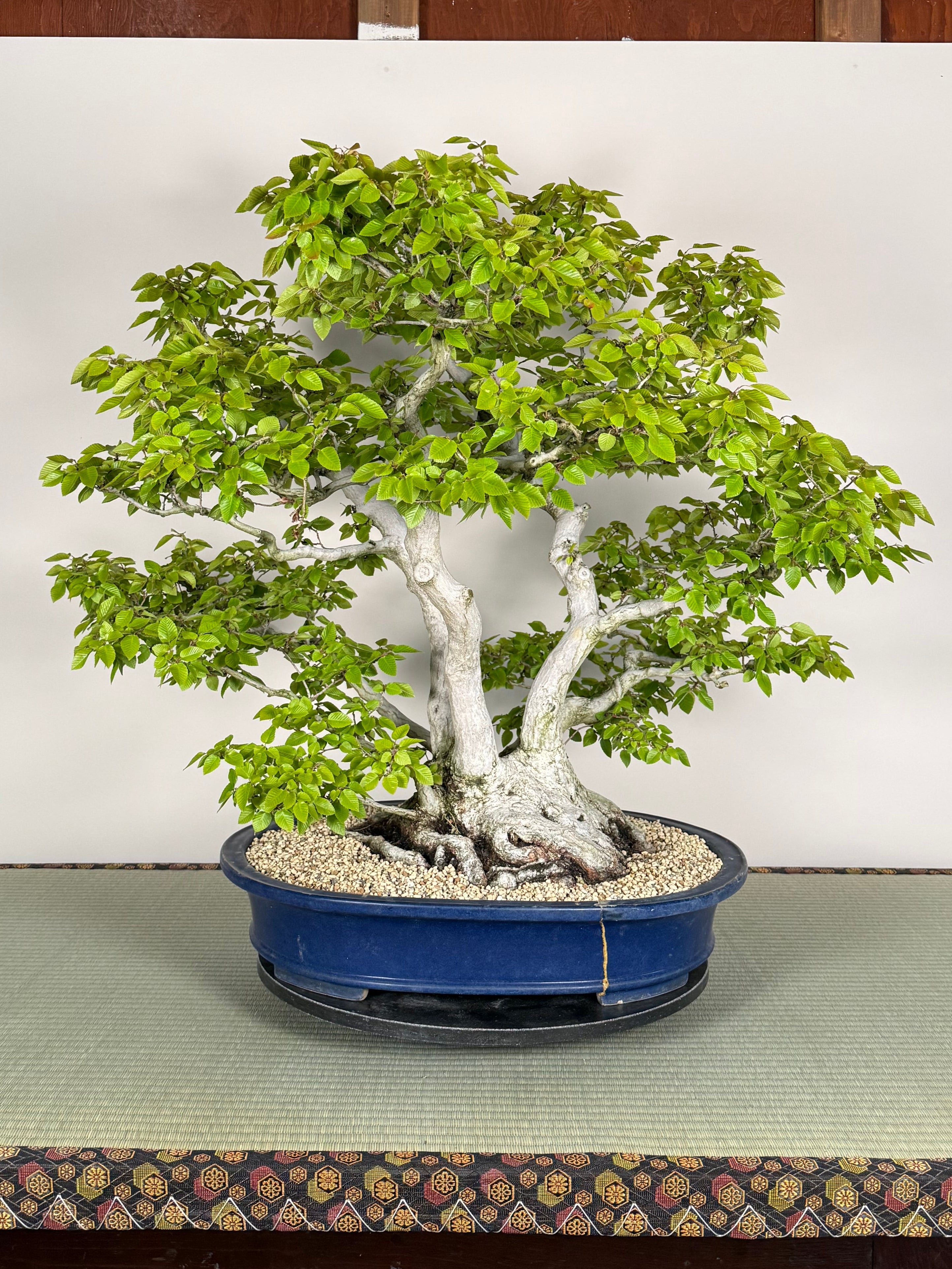 Carpinus turczaninowii