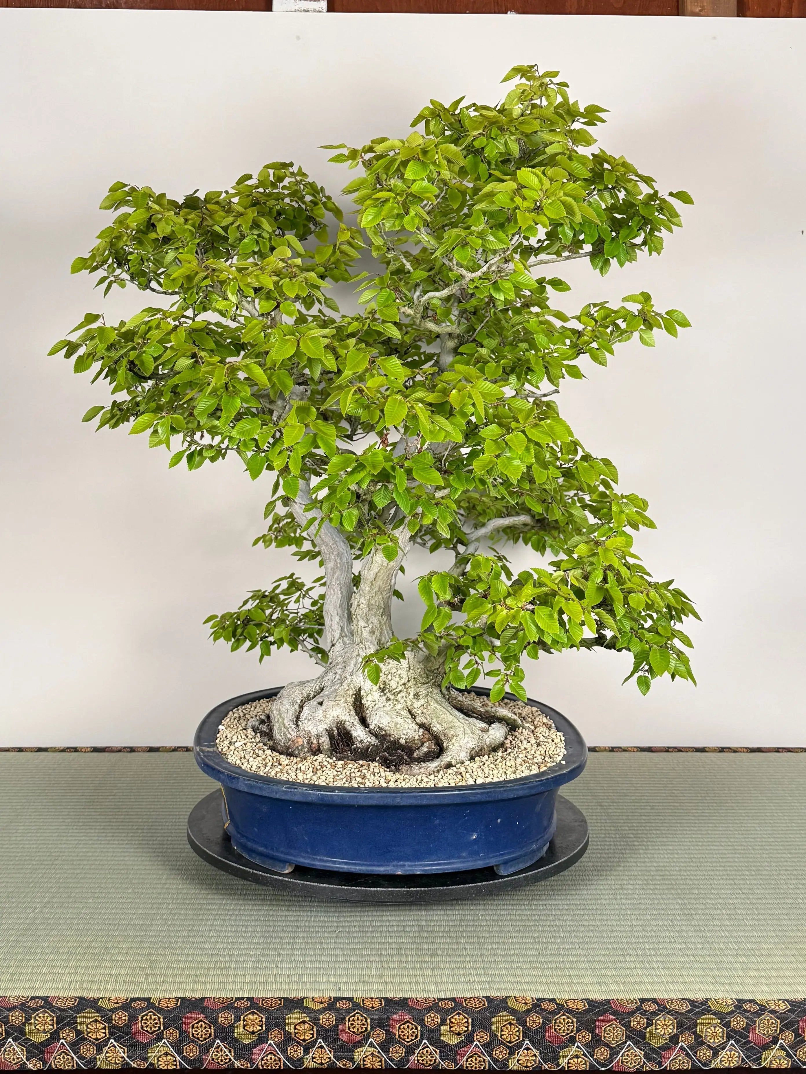 Carpinus turczaninowii Canada Bonsai