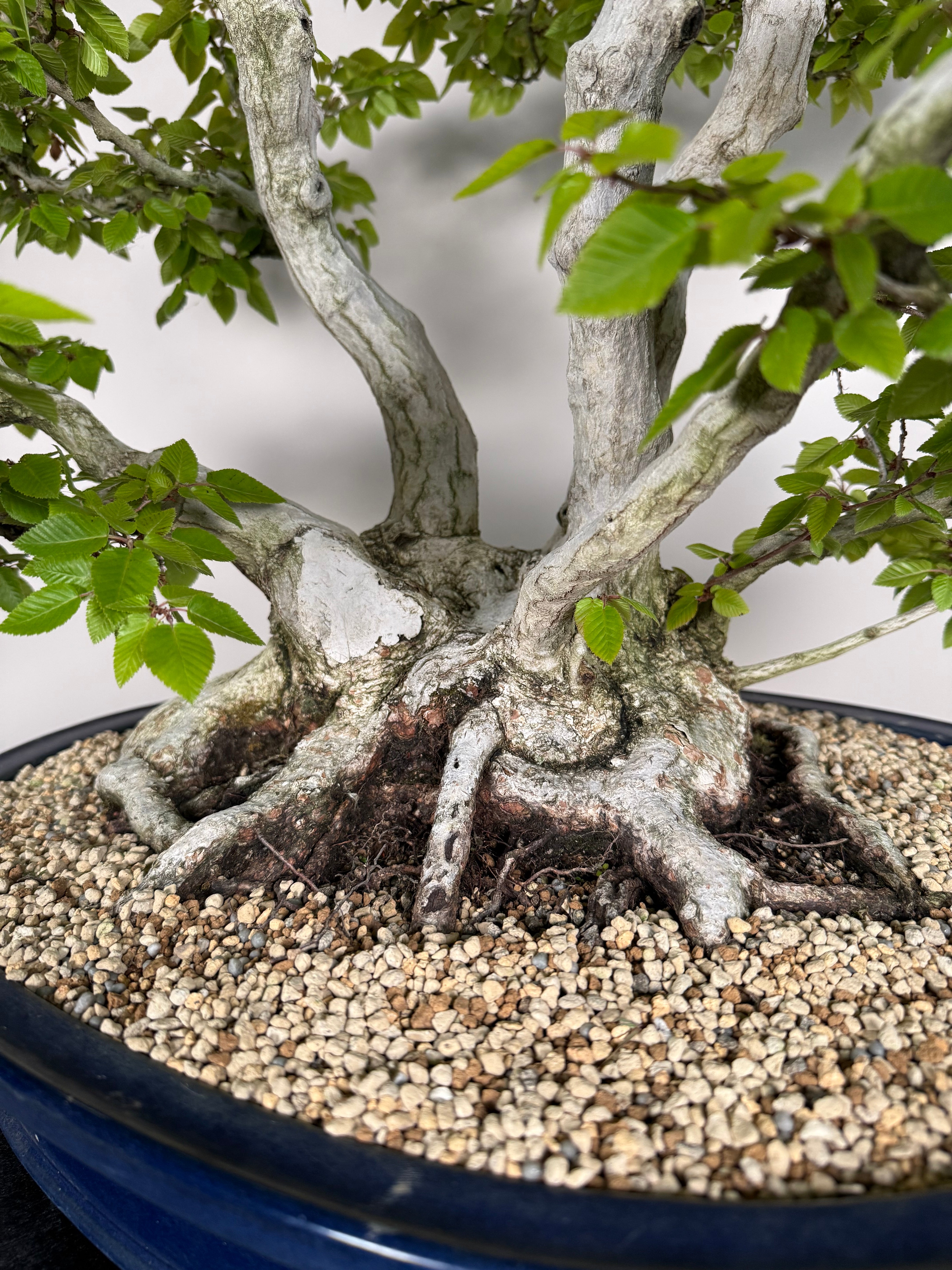 Carpinus turczaninowii