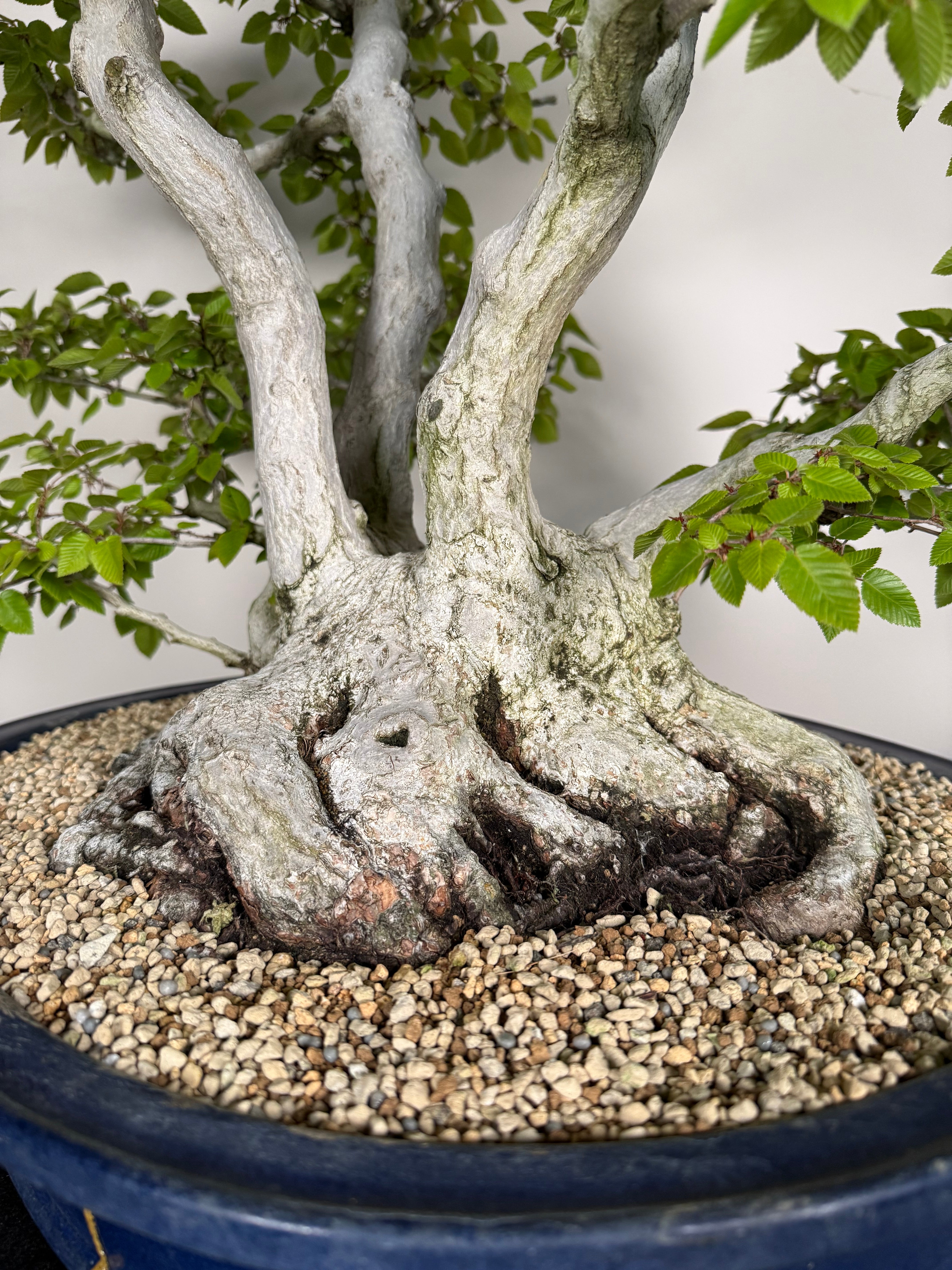 Carpinus turczaninowii