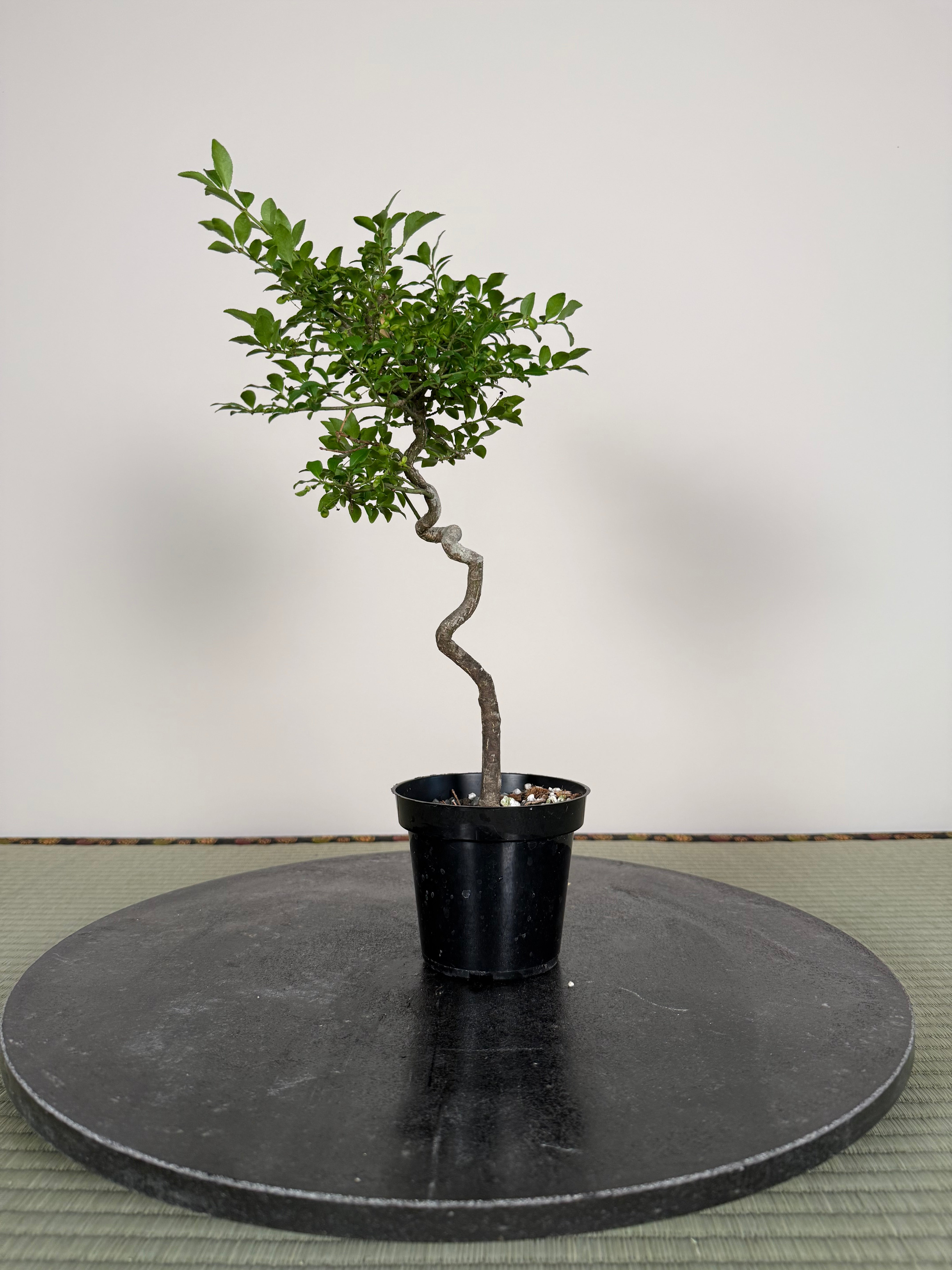 Euonymus