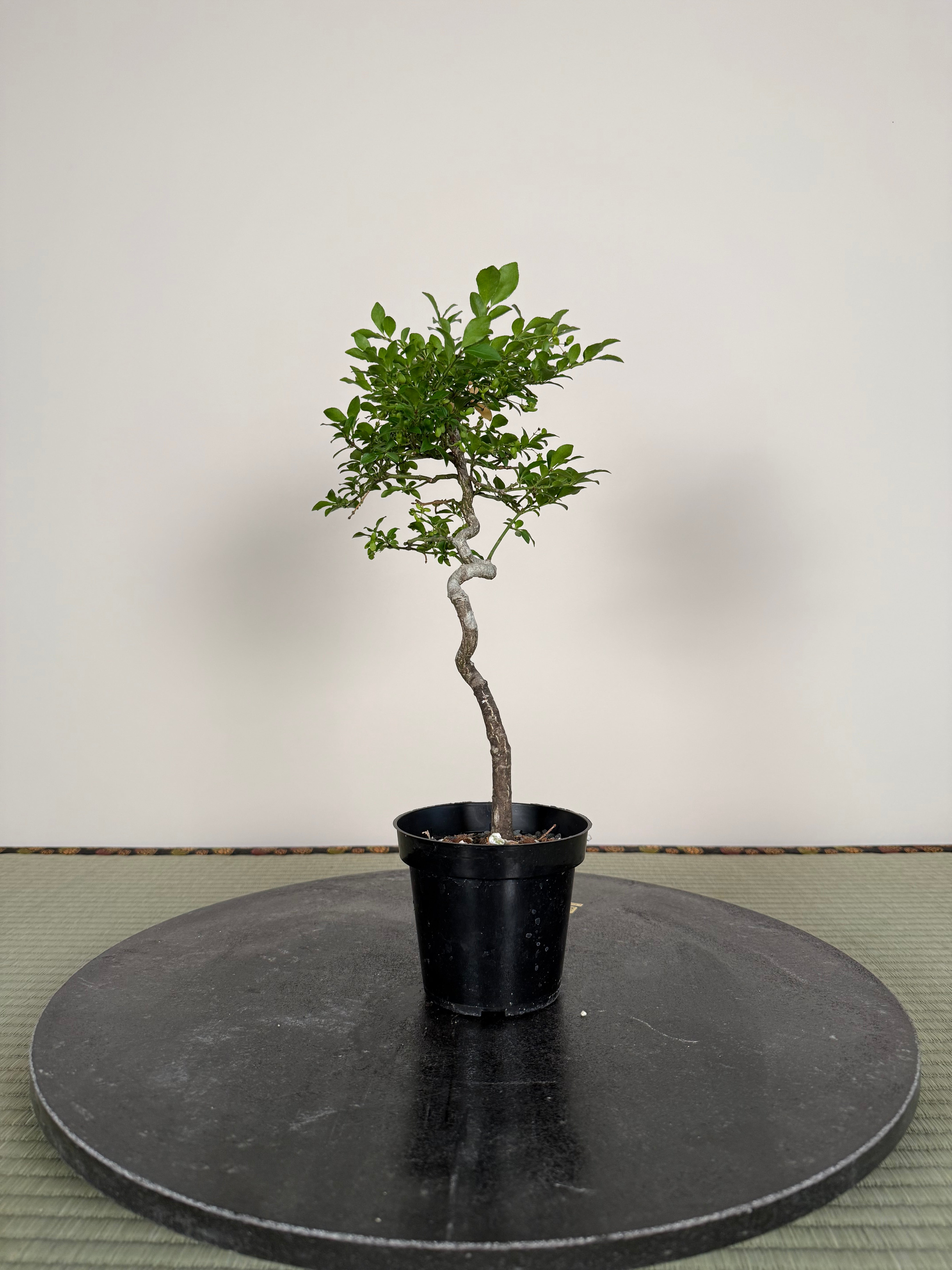 Euonymus