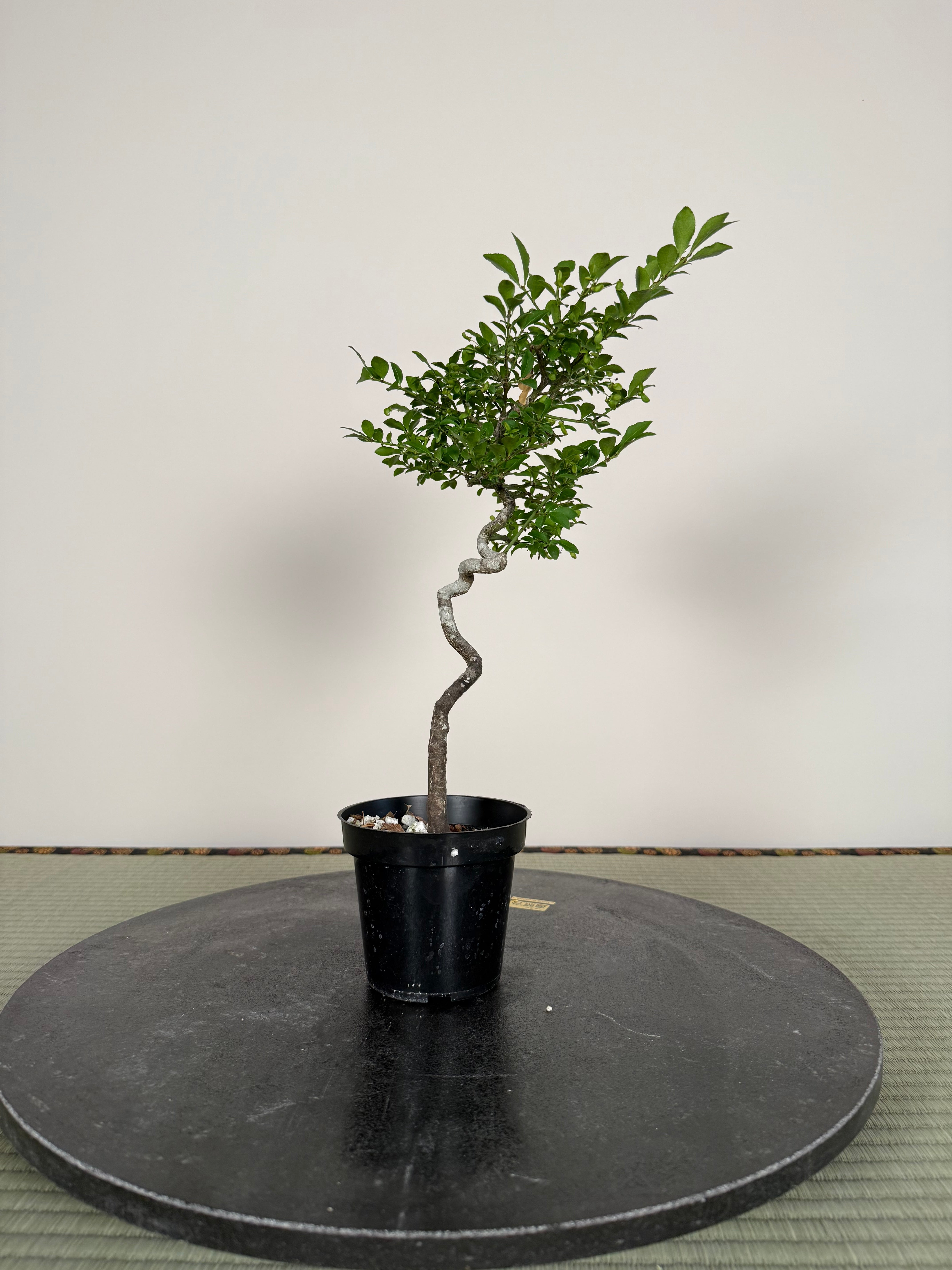 Euonymus