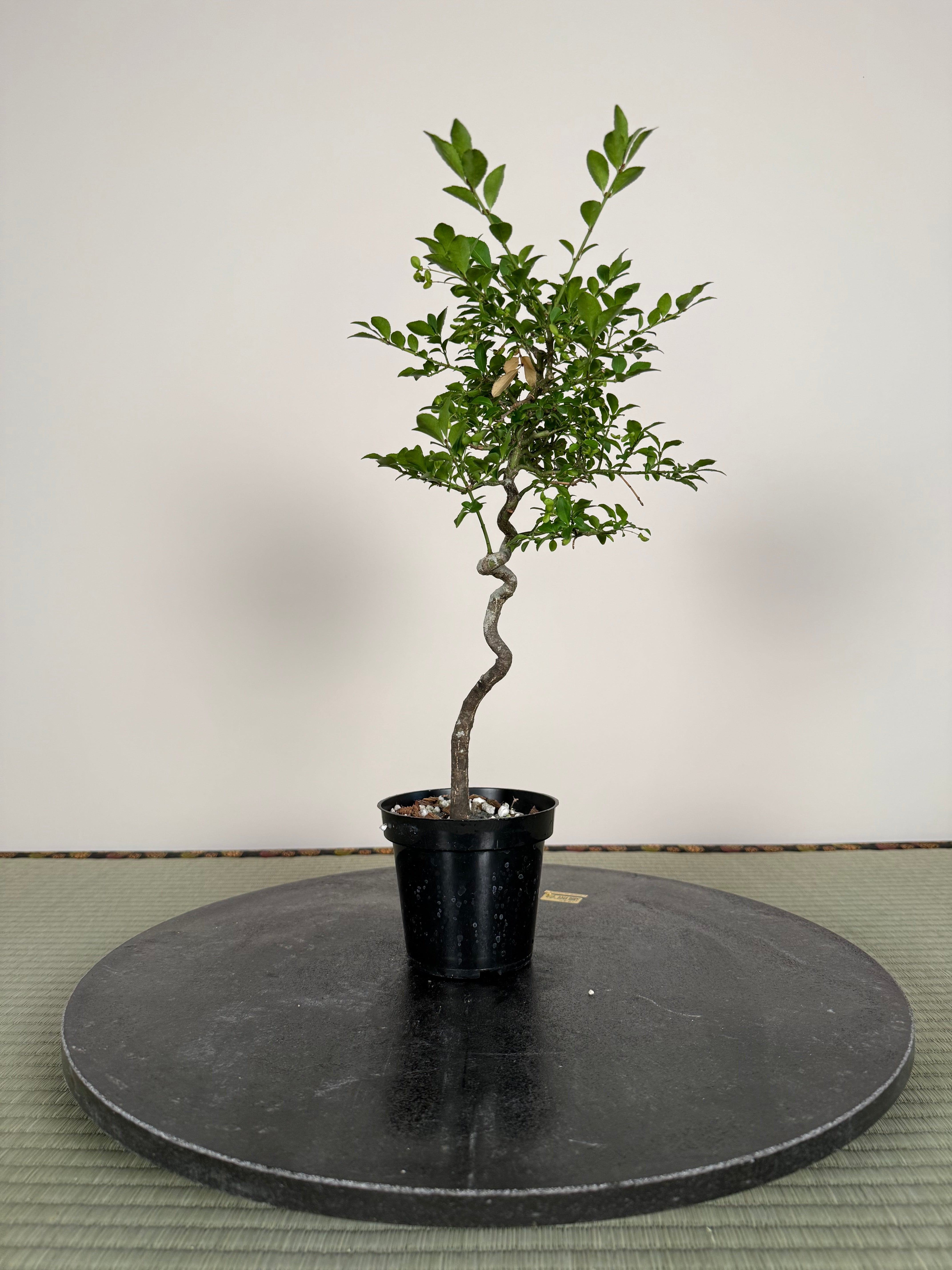 Euonymus
