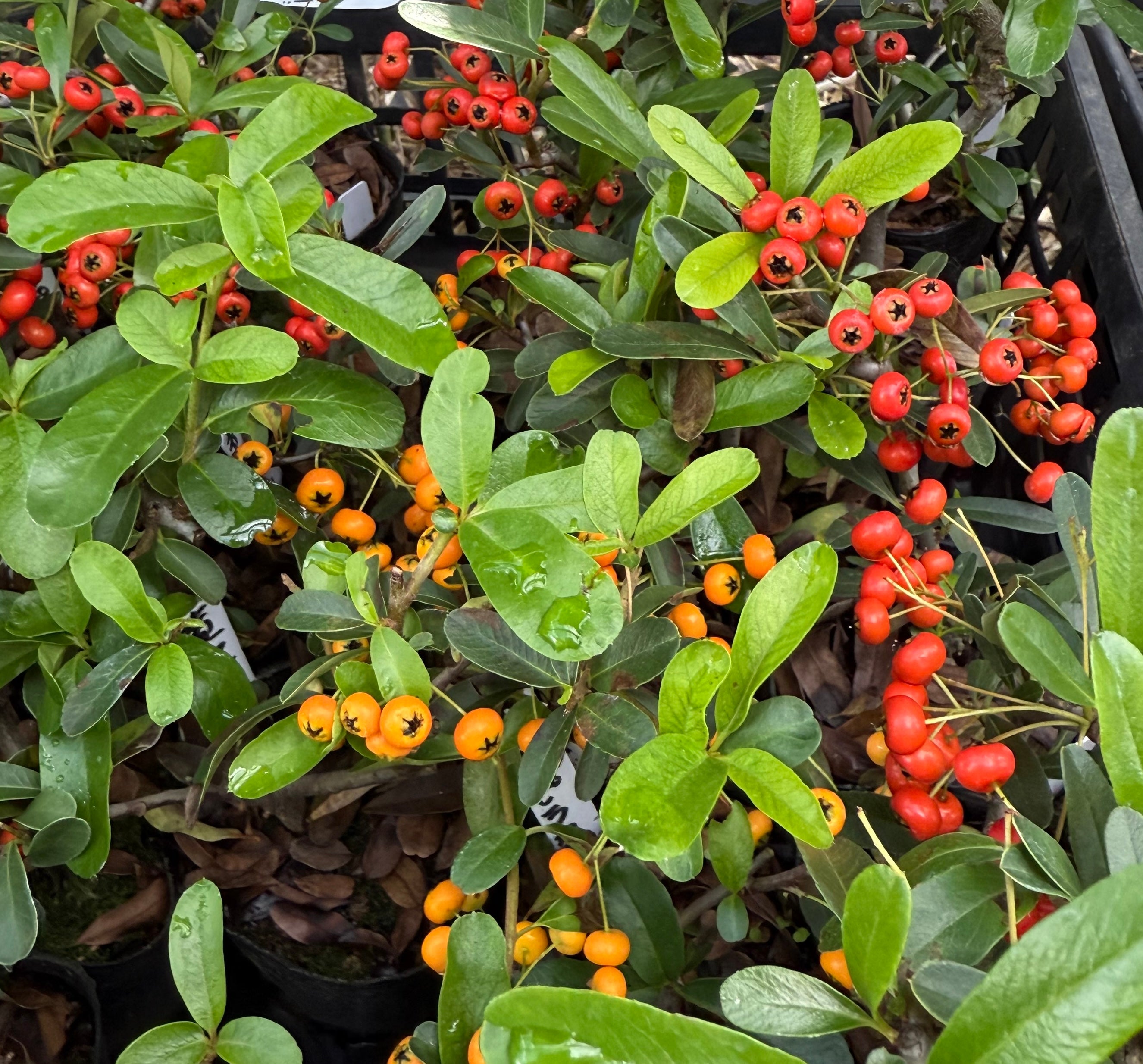 Pyracantha angustifolia (red or orange)